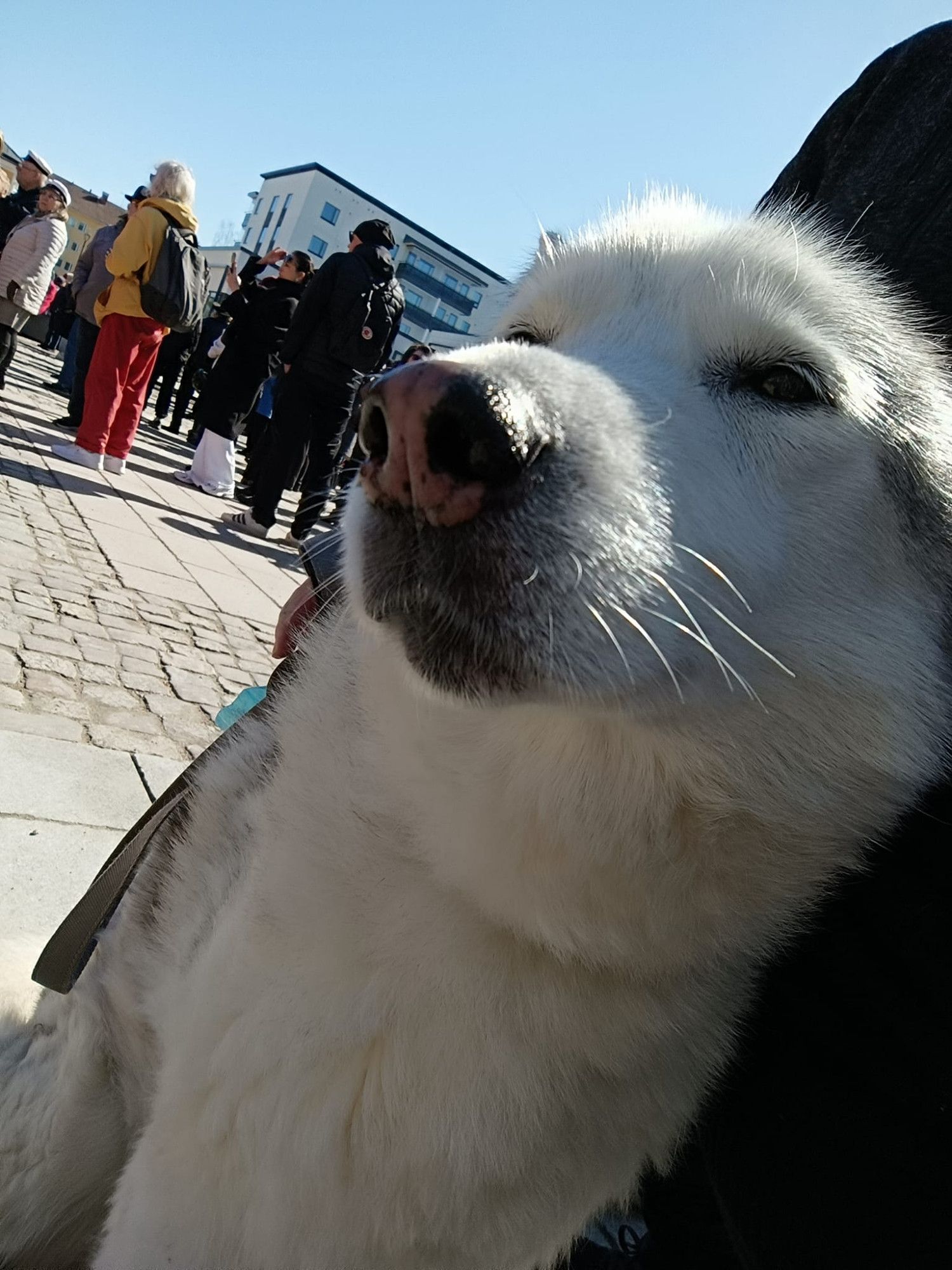 Muikean näköinen siperianhusky.