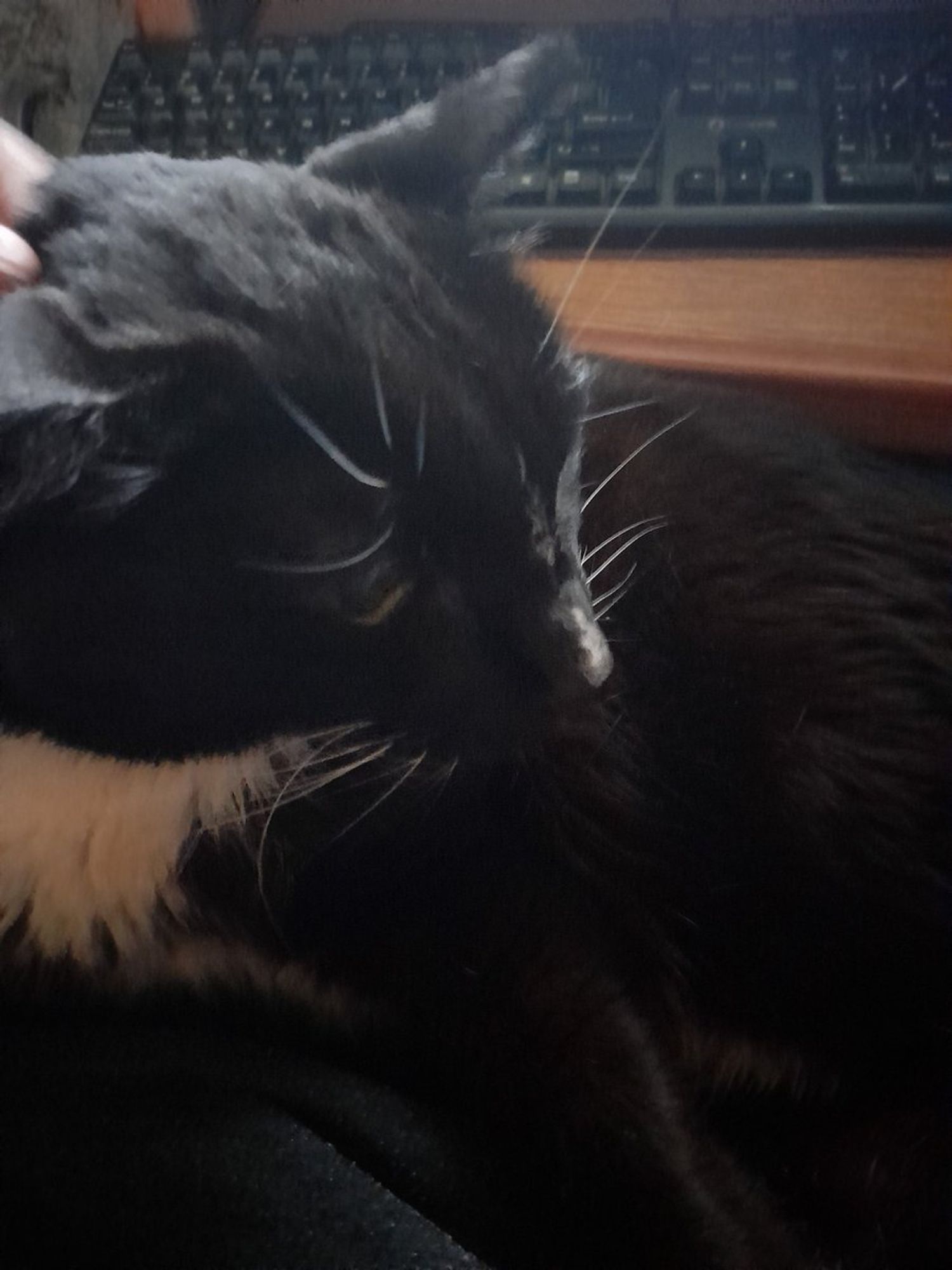 Ted, the tuxedo kitty getting some headrubs.