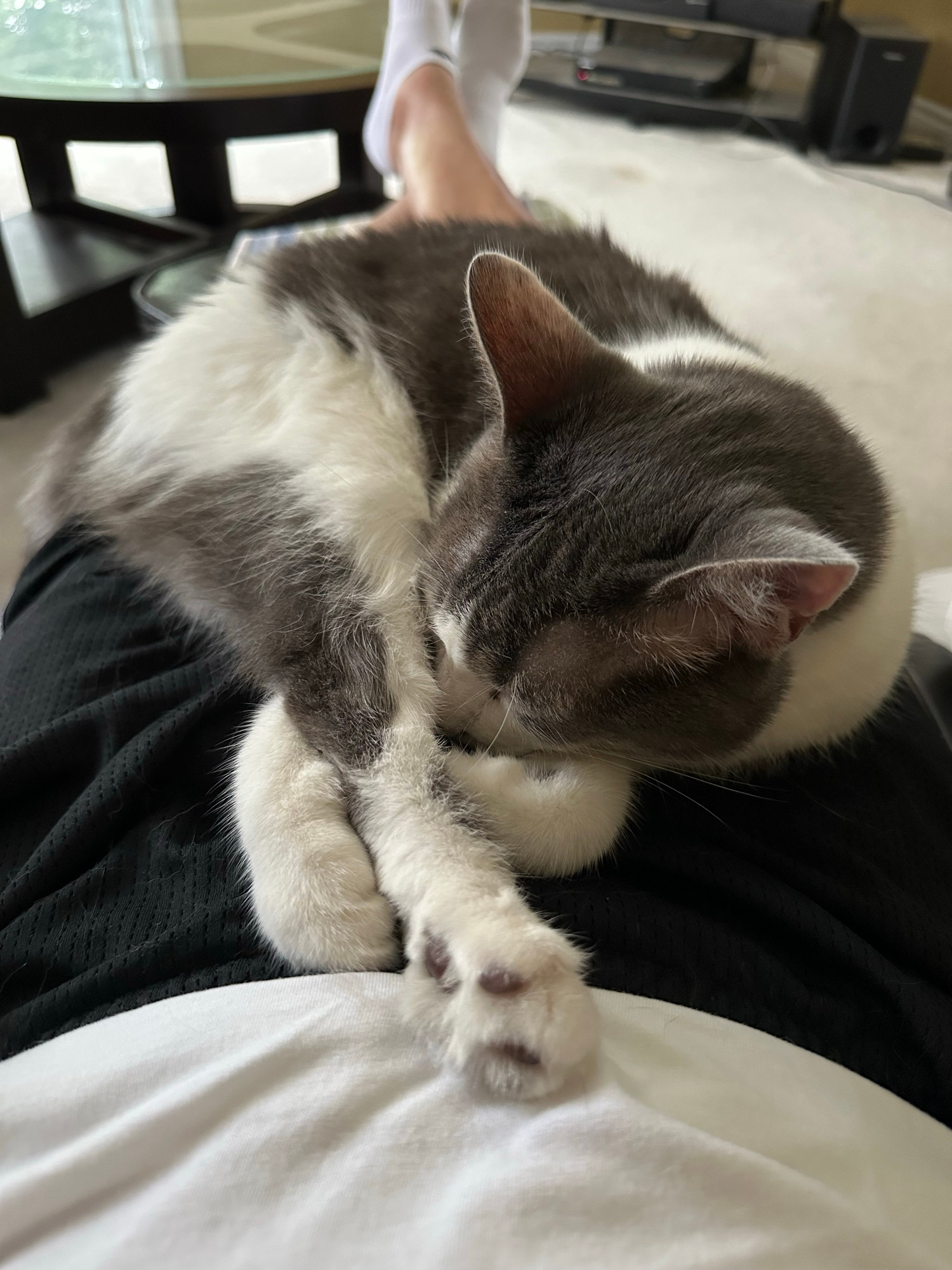 Libby the baby girl wishing George a wonderful night’s sleep ❤️🐈‍⬛❤️ …