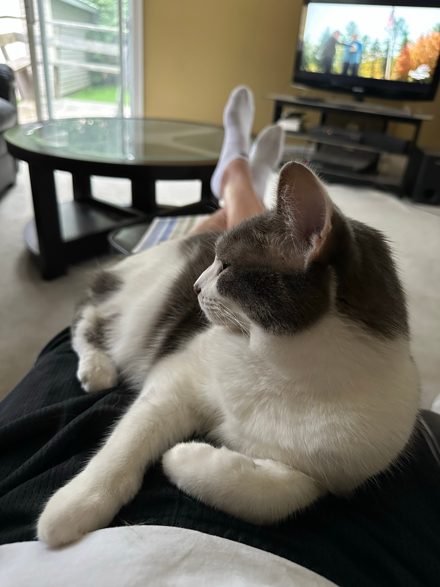 Libby the baby girl enjoying a lovely, warm summer’s day, wishing her best boy George a peaceful night’s sleep ❤️🐈‍⬛❤️ …