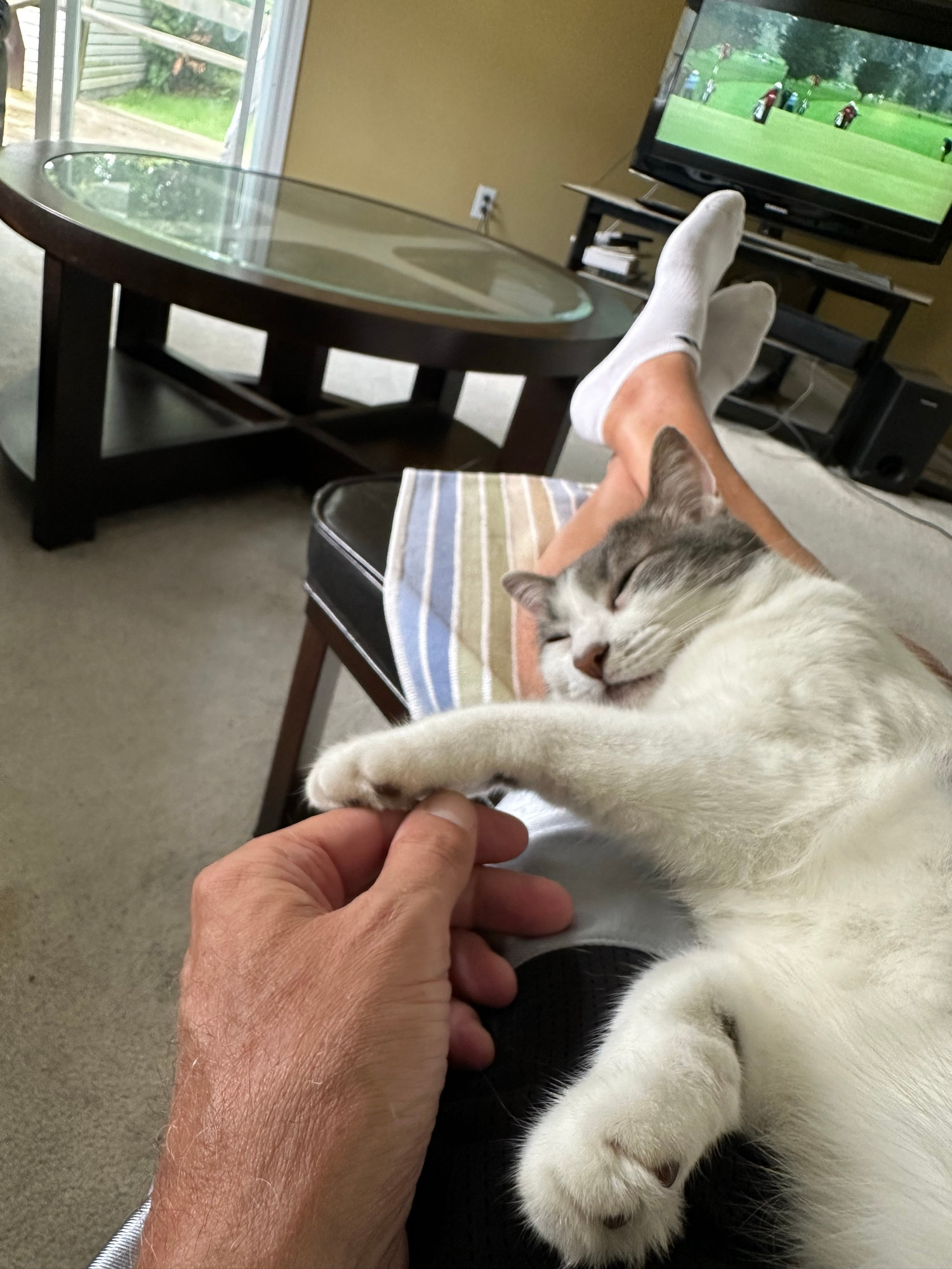 Feeling no stress + very calm with Libby, the very special baby girl ❤️🐈‍⬛❤️ …