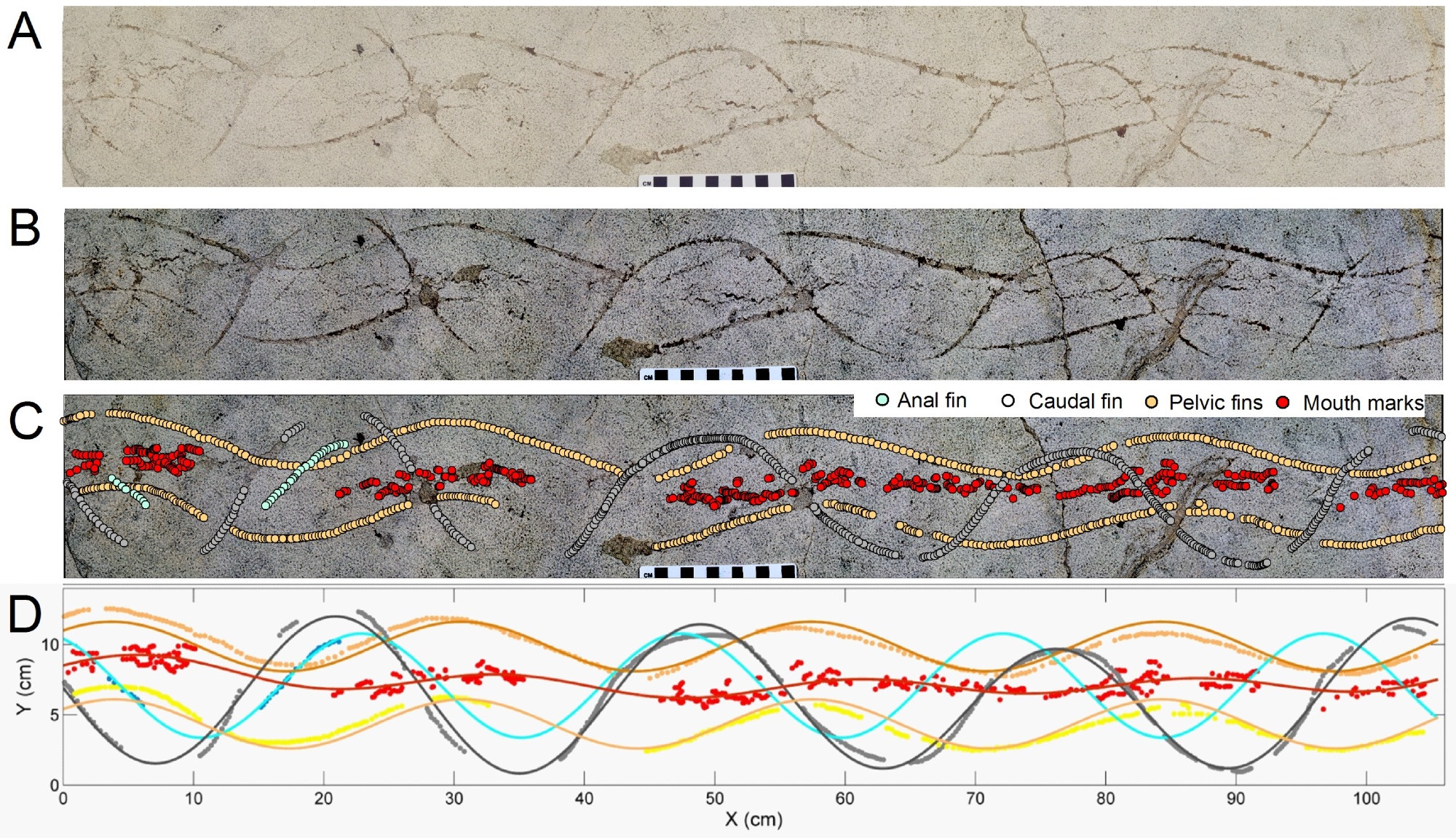 Four-part figure of a fossil fish trail made on a lake bottom about 50 million years ago, credited to the freshwater fish Notogoneus sculls and preserved in the Green River Formation of Wyoming (USA). Figure caption from the research article: "A - Digital composite photograph of specimen. B – Digitally enhanced composite photograph, emphasizing contrast of trace fossil from host lithology. C – Digitized points assigned to waveforms in the trace fossil, with labeling tentatively assigned to presumed body parts (caudal fin, anal fin, pelvic fins, mouth). D – Fitted waveforms based on Fourier transform, showing extrapolated paths of body parts, and superimposed onto plots taken from trace fossil. Colors [black, blue, orange, yellow, red] of fitted waveforms describe each presumed body part, as indicated in the legend."