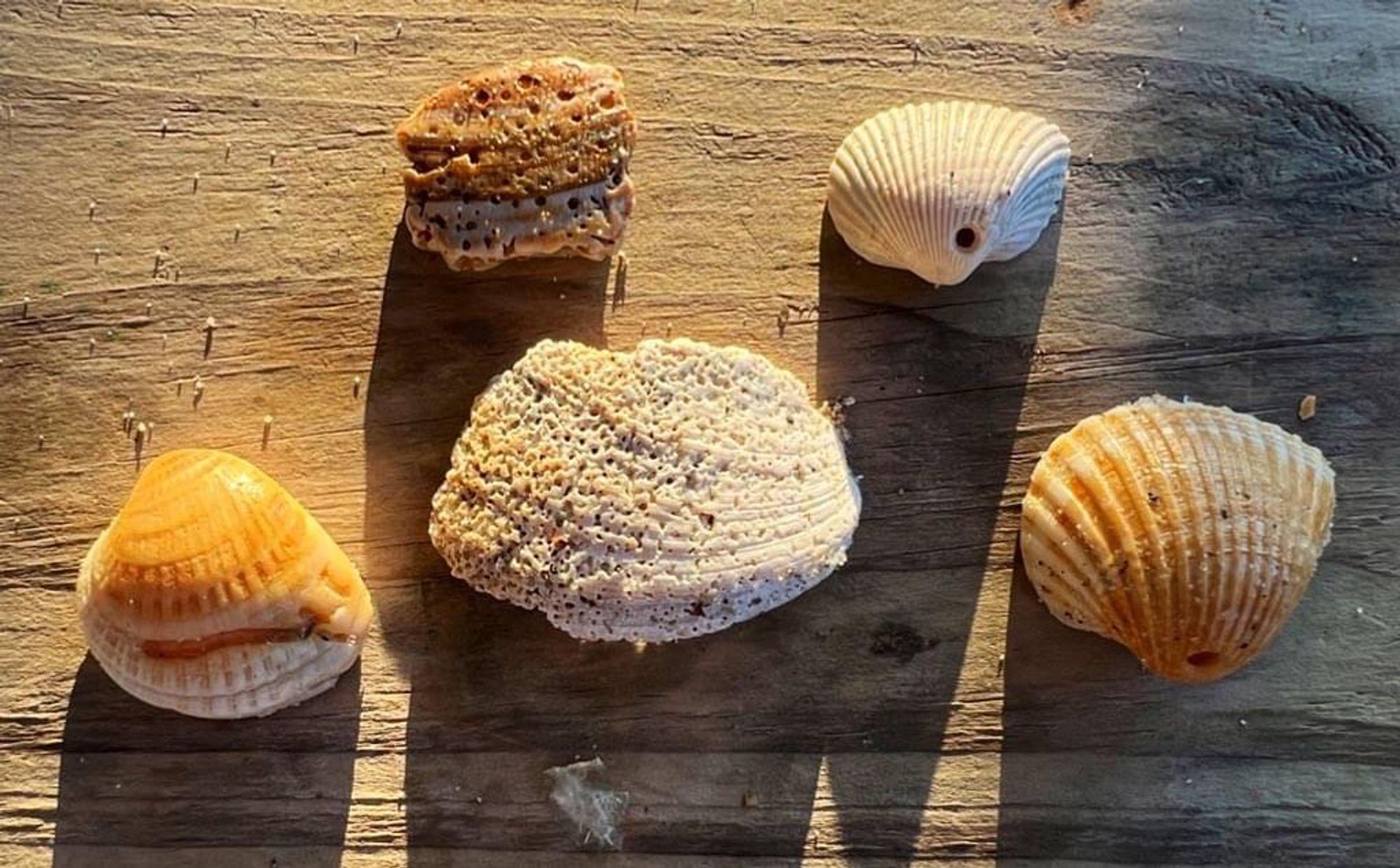 Five clam shells on the surface of a wooden board with early morning light (lending high contrast and bright colors) with various borings in them, some linear (made by polychaete worms), some circular (drill holes from predatory moon snails), and some consisting of densely spaced small holes (from a sponge), all examples of bioerosion. Shells were from a nearby beach on Sapelo Island, Georgia (USA).