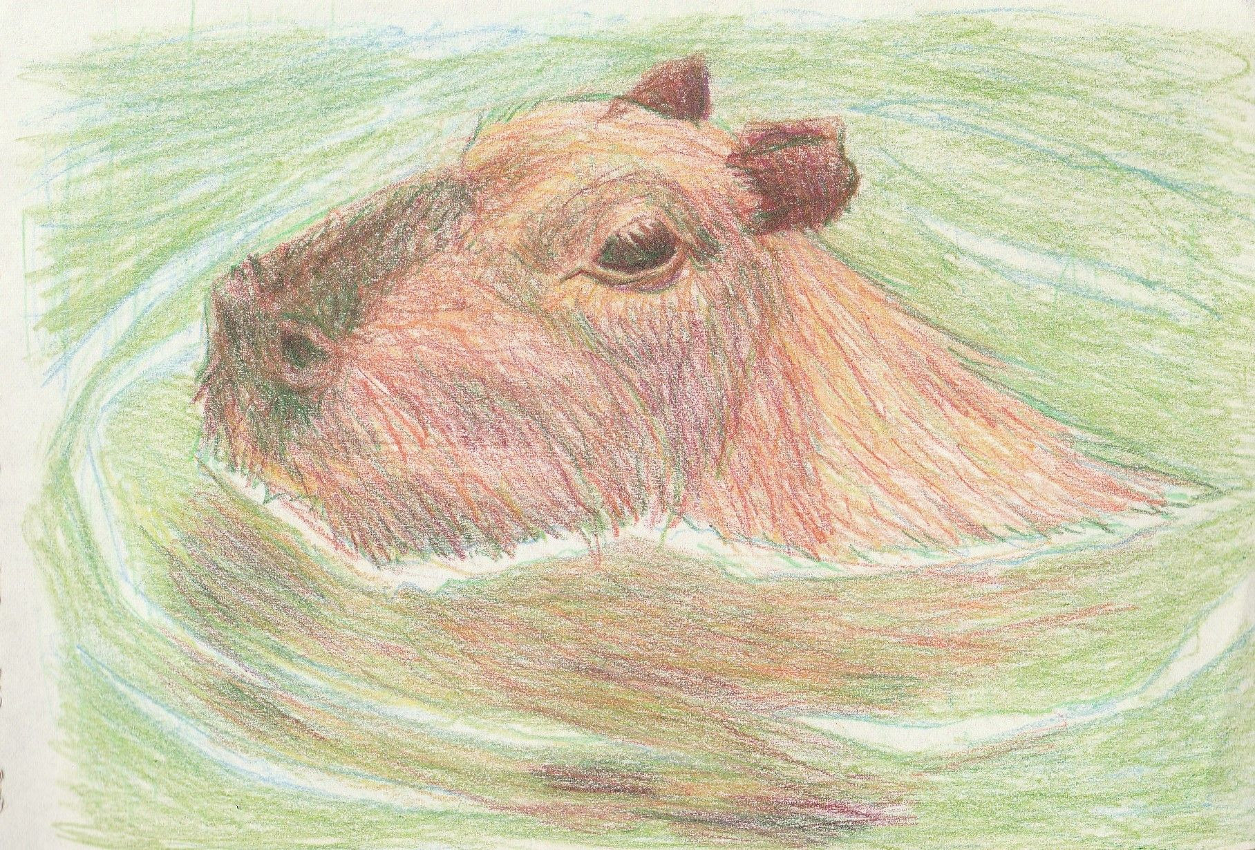 colored pencil drawing of a capybara's face with a blend of numerous colors, swimming in a green body of water.