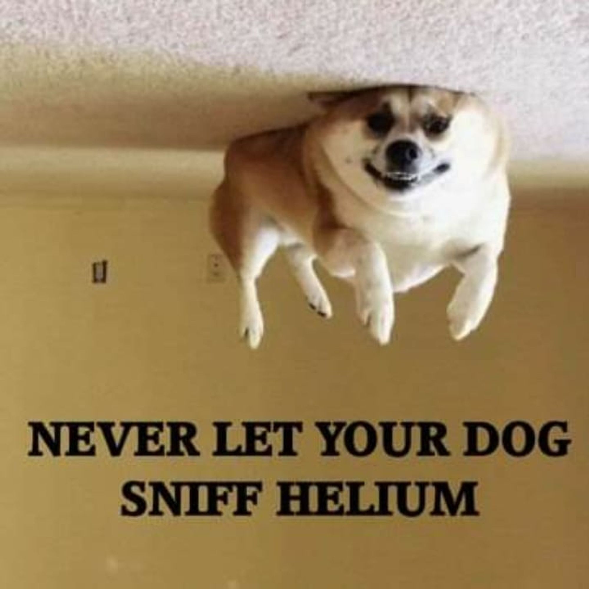 Picture of a dog that seems to fly at the ceiling after sniffing too much helium.