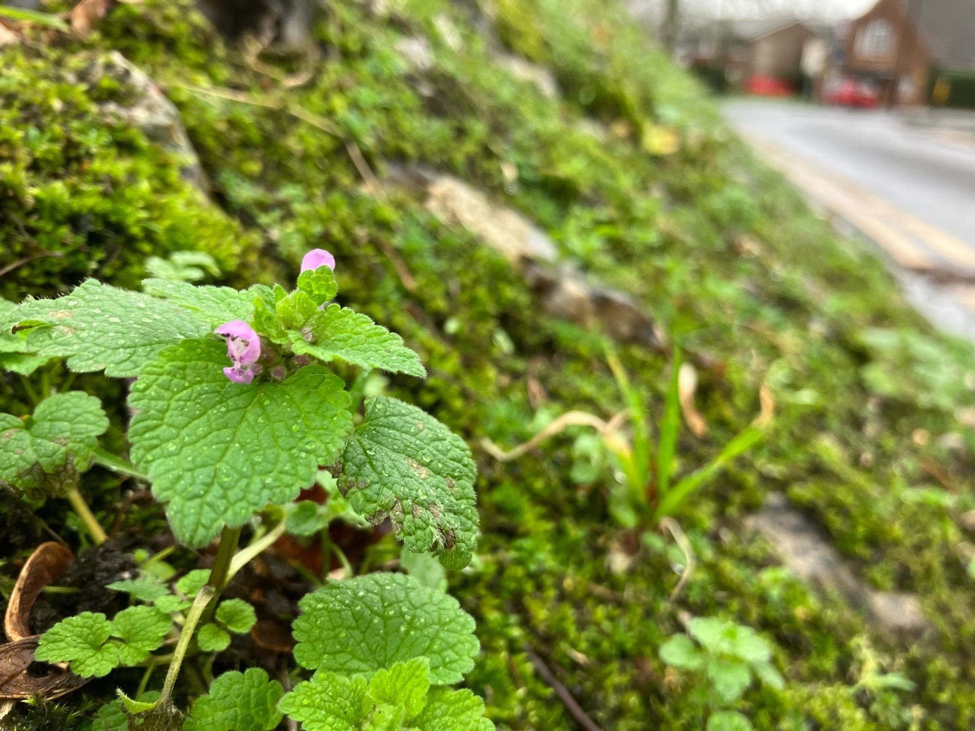 Lamium purpureum (Red Dead-nettle)