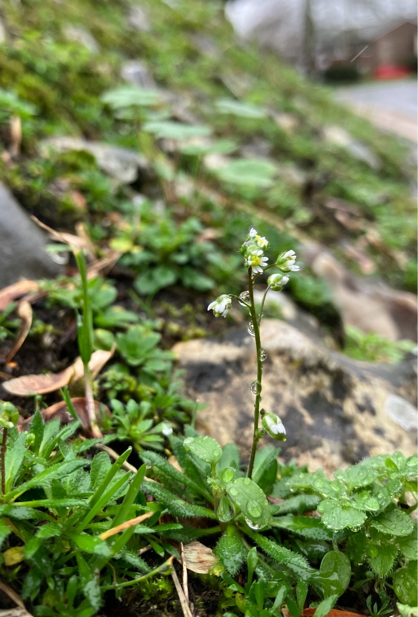 Erophila verna (Common Whitlowgrass)