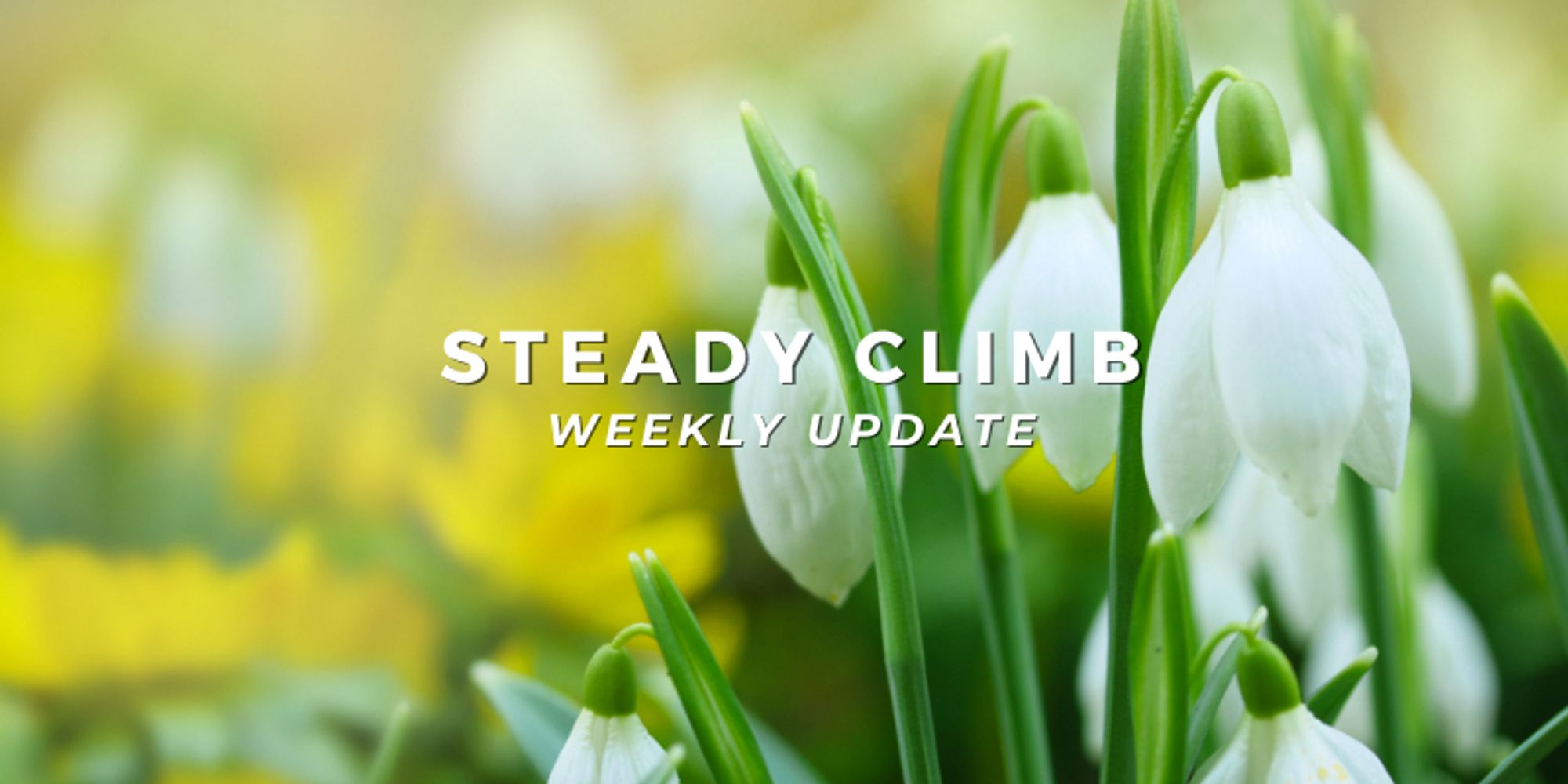 Text "Steady Climb Weekly Update" on a picture of flowers