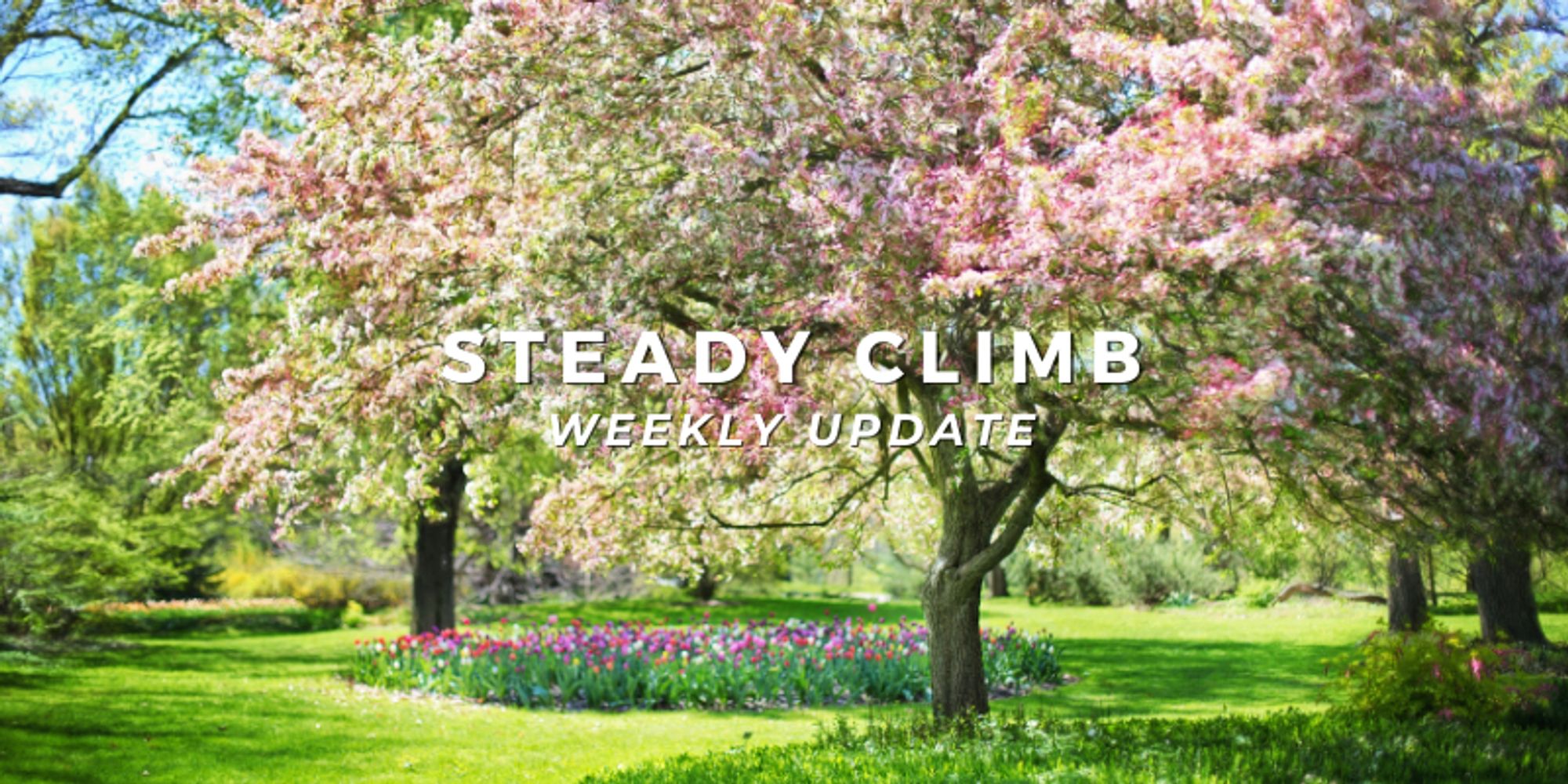 A picture of trees in bloom with the text "Steady Climb Weekly Update"