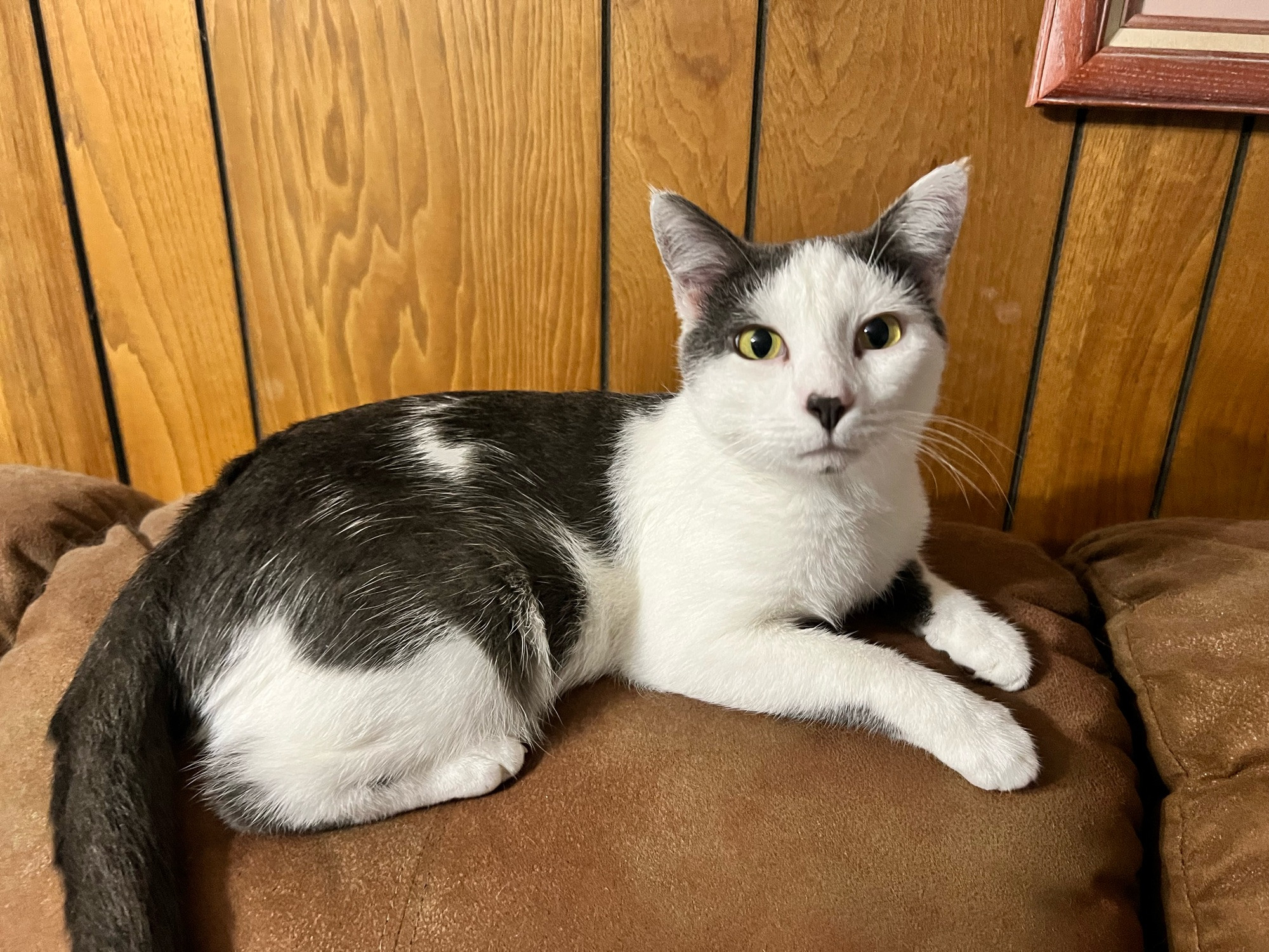 Grey and white cat on a brown couch 