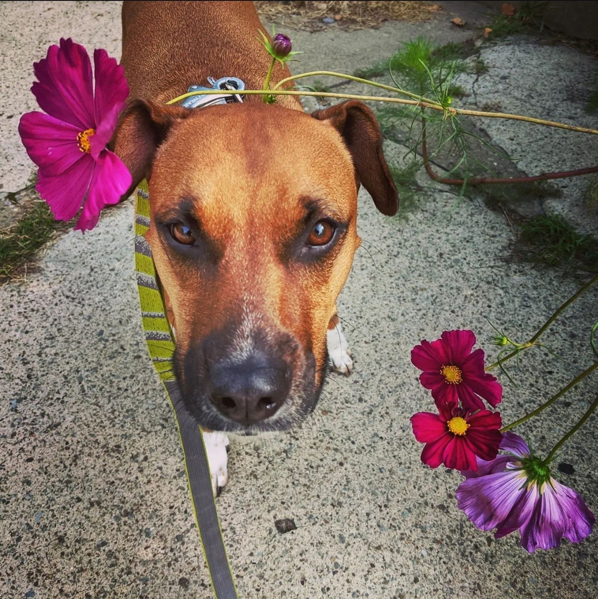 april dog amidst the urban wildflowers