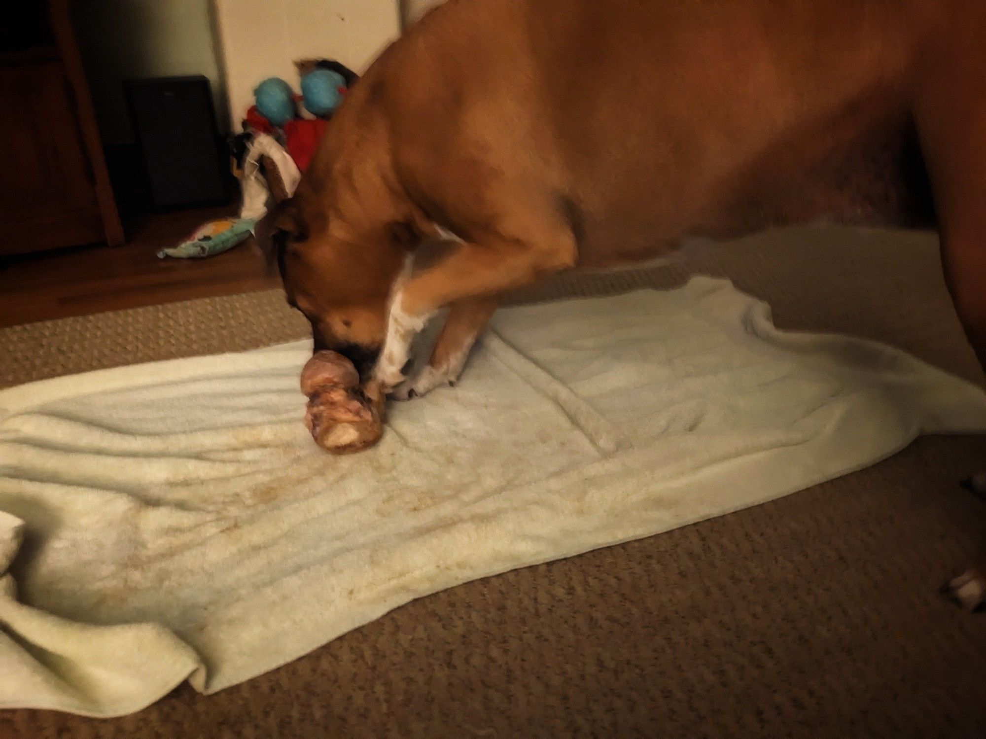 april dog gets a mega bone on towel