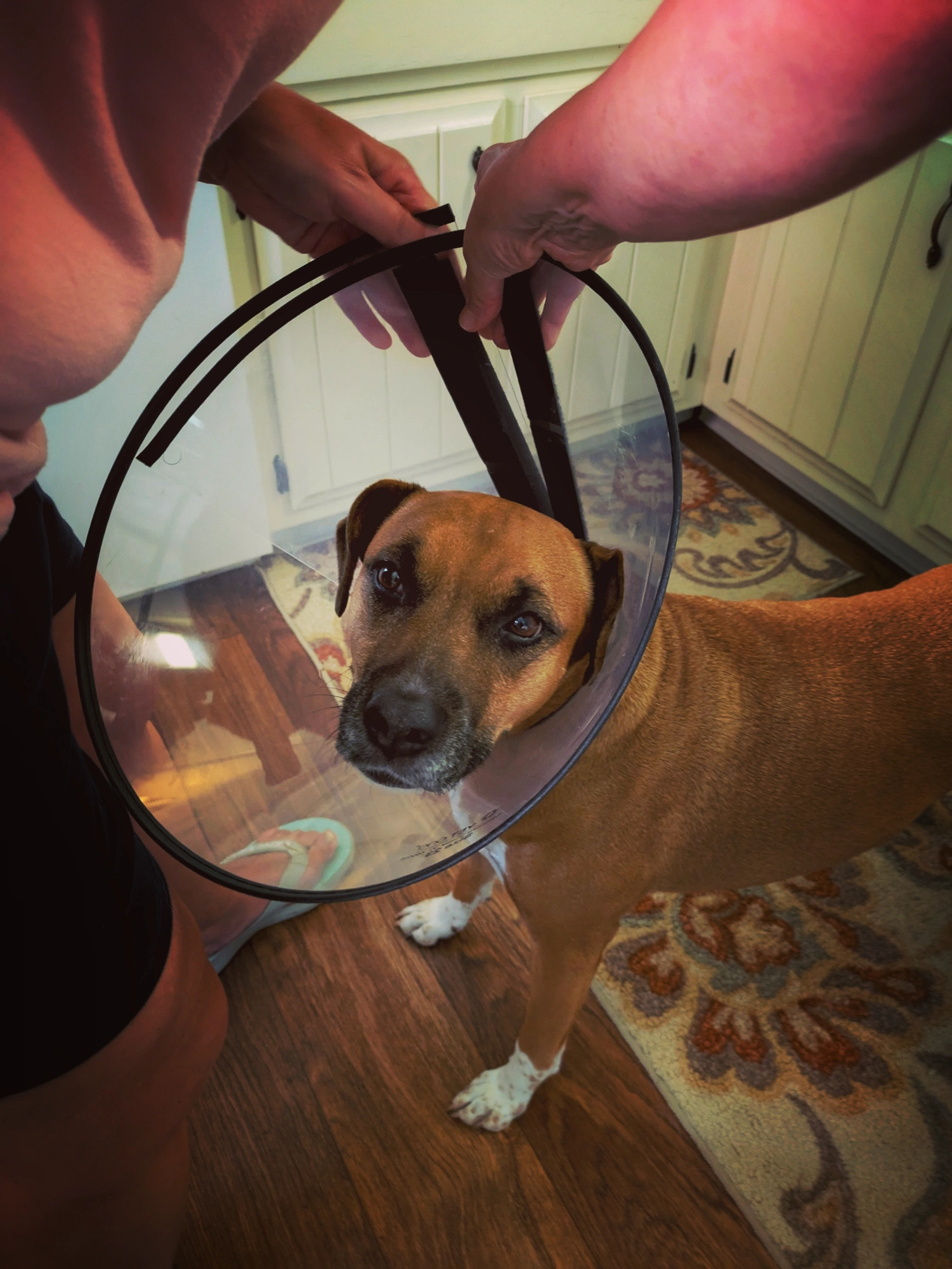 april dog in her hard cone