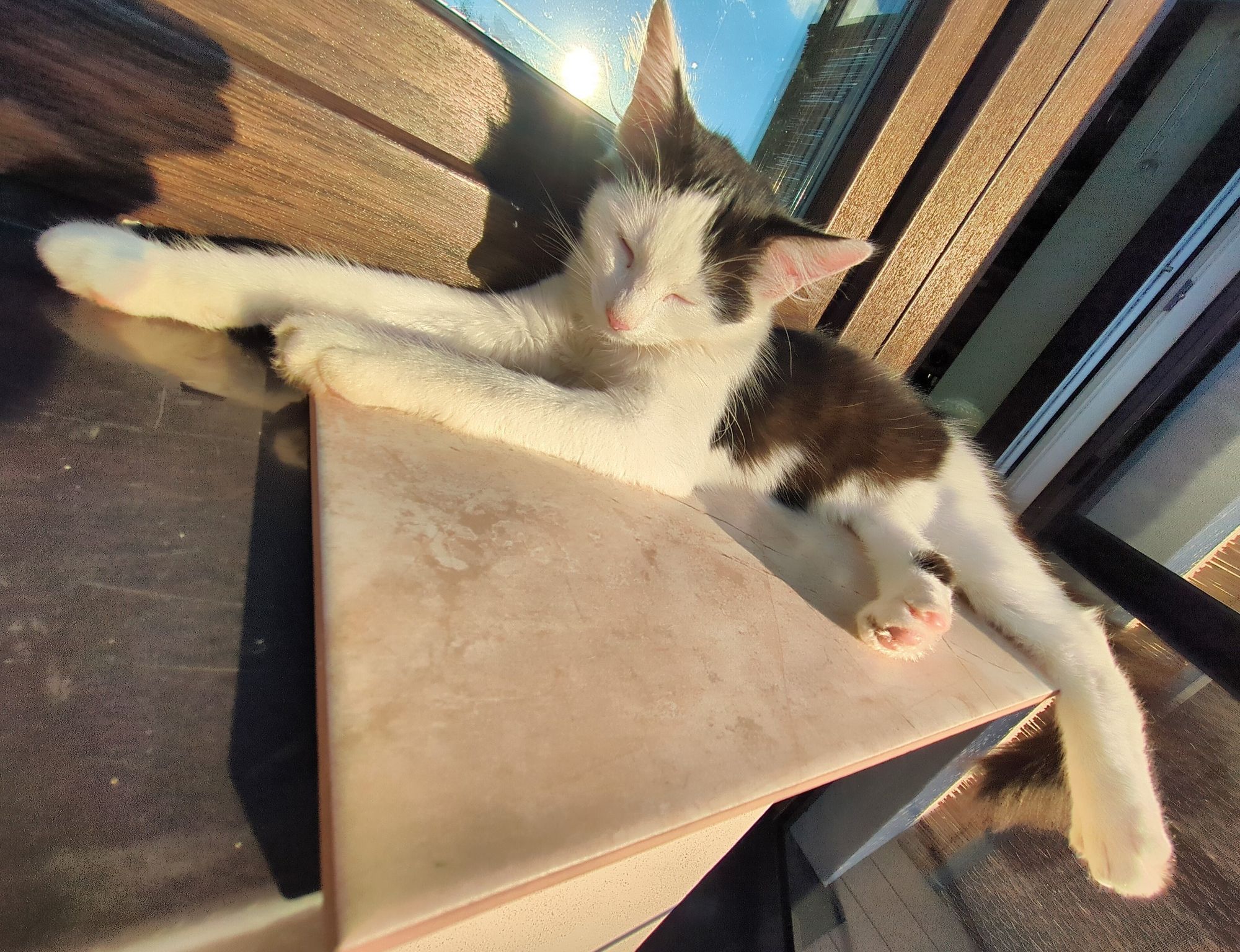 black and white kitty enjoying the sun with closed eyes