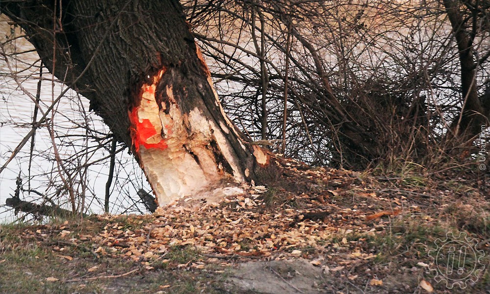 Eine dicke Weide auf der Uferböschung. Die Rinde und ein Teil des Holzes sind vom Boden an bis in etwa einen halben Meter Höhe abgenagt. Eine rote Markierung der Stelle wurde teils auch schon abgenagt. Rund um den Stamm liegen jede Menge Holzspäne in der Wiese.