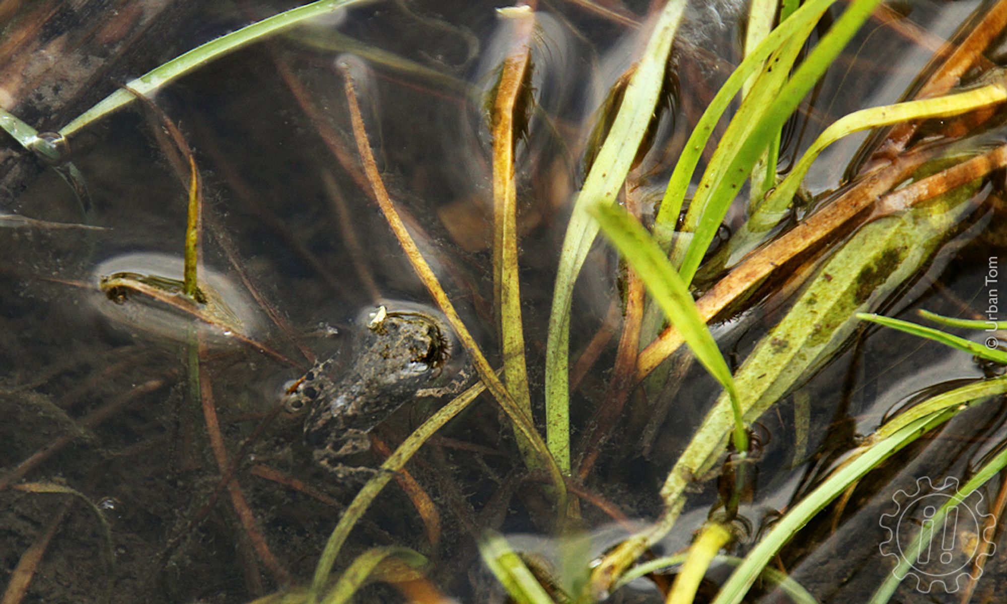 Juvenile Wechselkröte am Ende der Metamorphose. Sie hat nur noch einen Schwanzstummel und steckt den Kopf über die Wasseroberfläche.