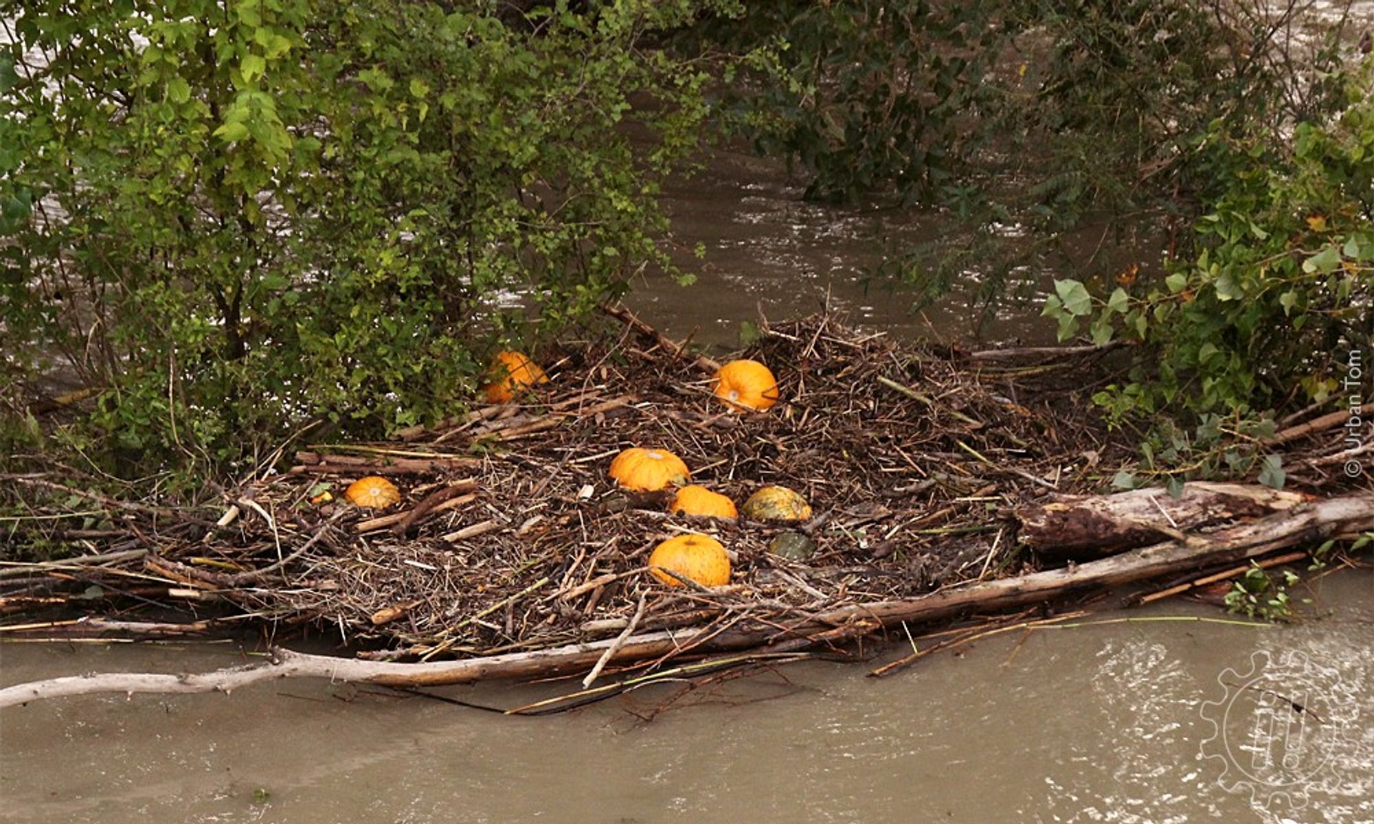 Im auf der Böschung wachsenden Gehölz haben sich Äste und Zweige verkeilt und eine nestartig wirkende Struktur gebildet. Mittendrin liegen einige vom Hochwasser mitgerissene Kürbisse.