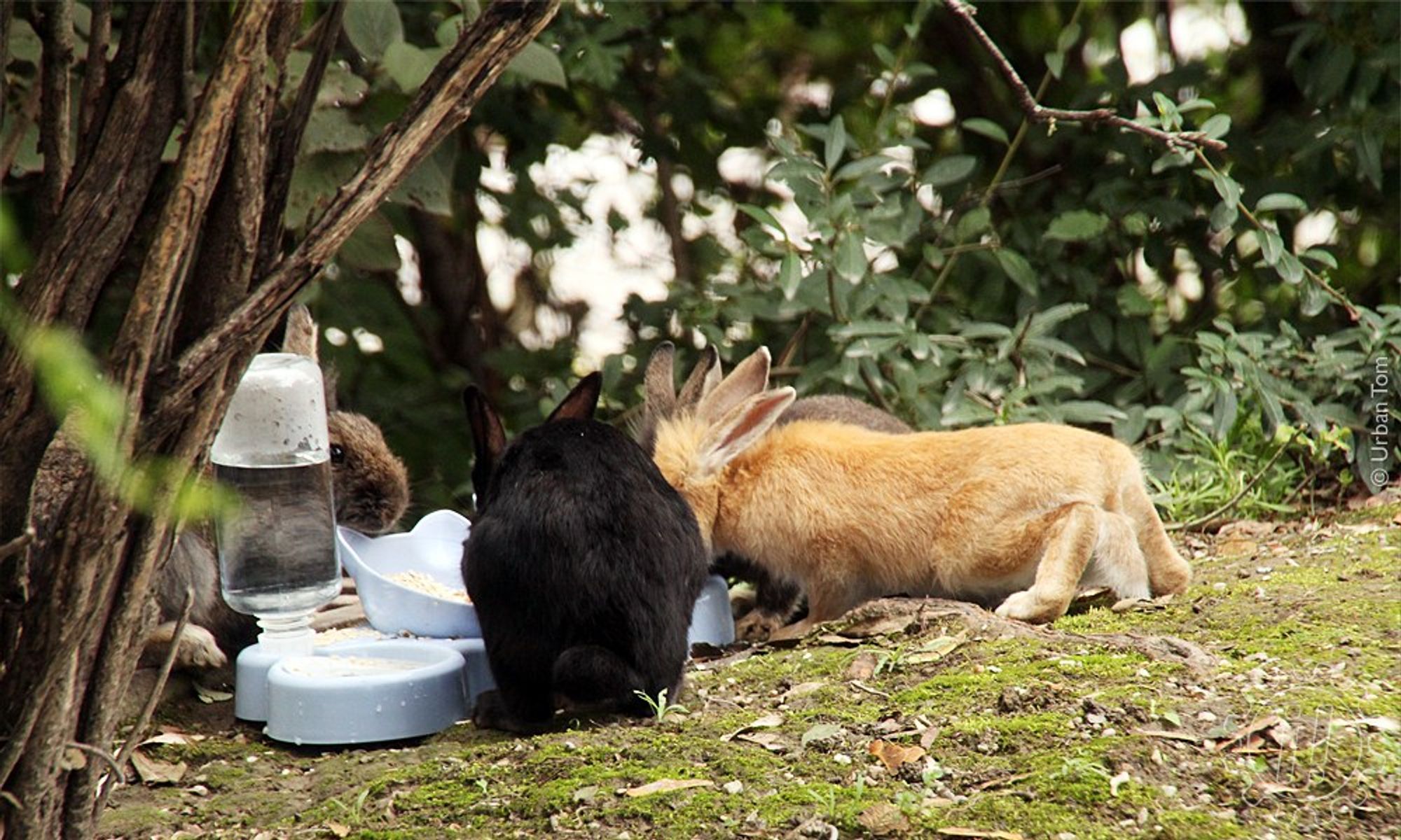 Ein paar Kaninchen mit verschiedenen Fellfarben laben sich an einem Futterplatz aus Plastik, der mehrere Schüsseln und eine Wasserflasche vereint.