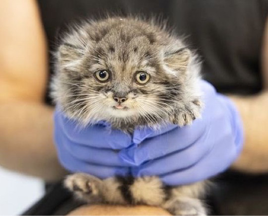 Sad looking feline held by person wearing purple gloves.