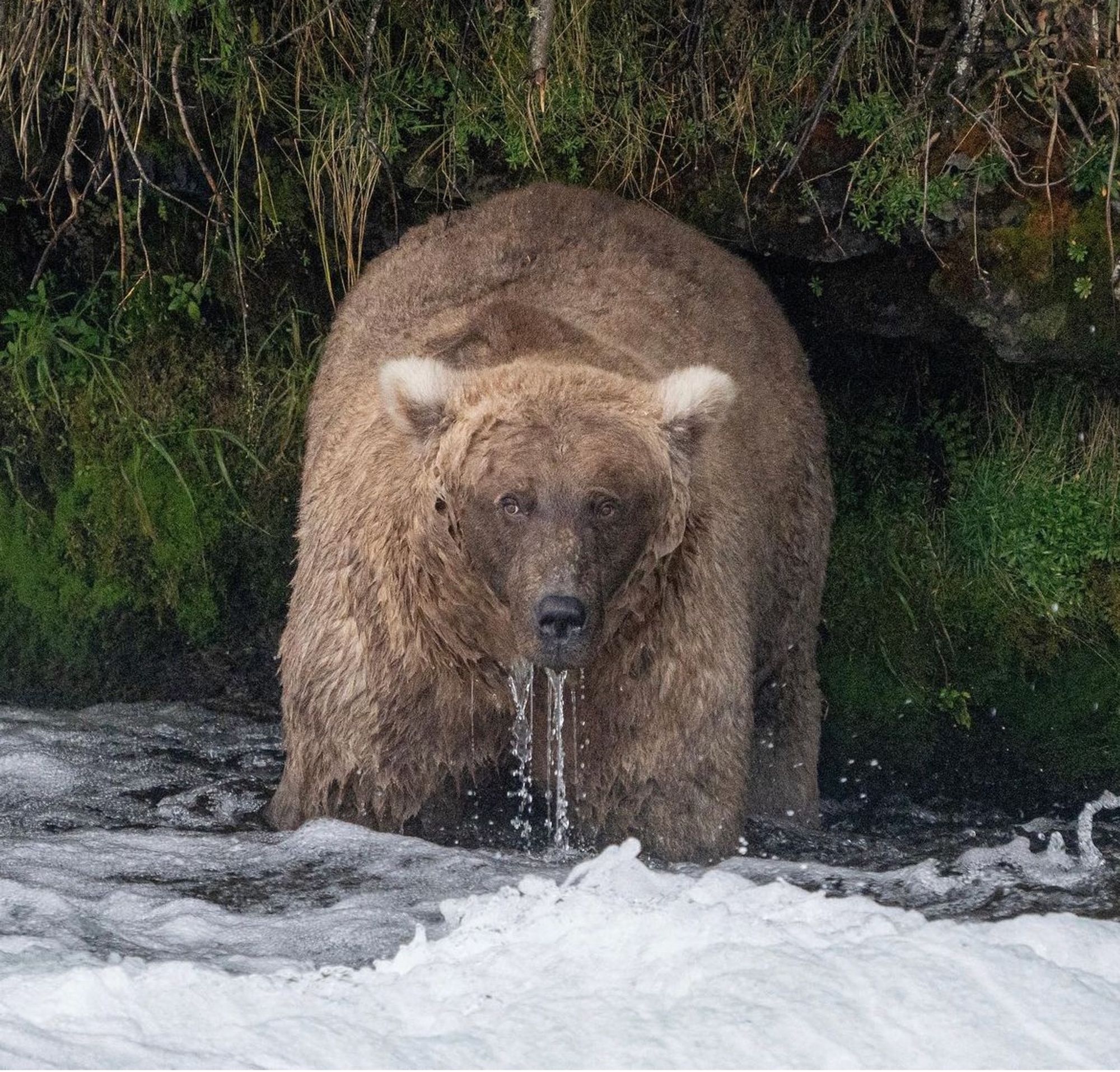 Grazer. A very chunky bear. Winner of Fat Bear Week 2023.