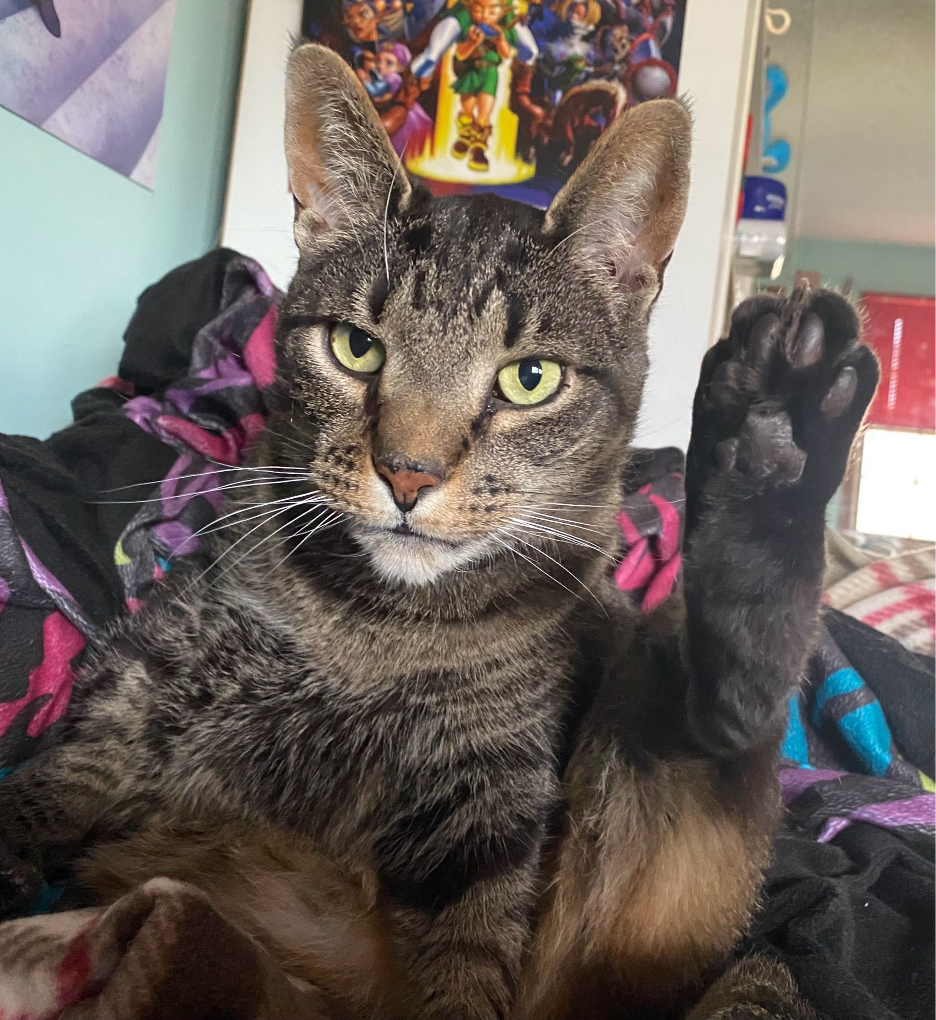 A brown tabby cat is sitting on a bed, his back foot raised in the air in the same fashion as someone would raise their hand for taking an oath.  He looks pleased with himself.