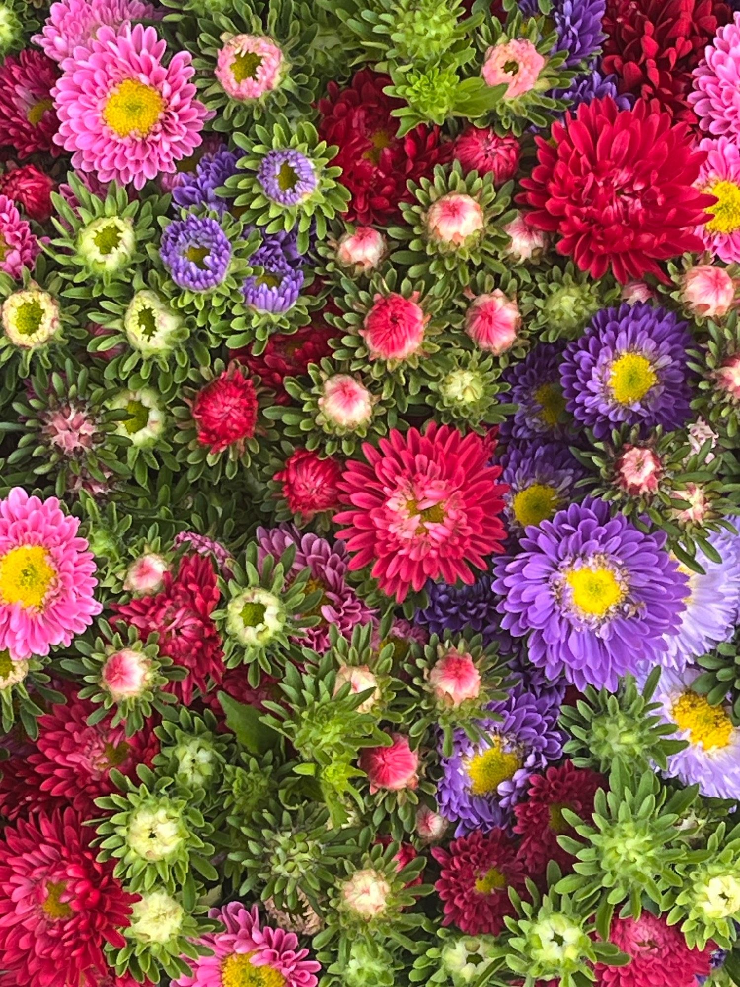 Astern in rot, rosa, lila mit viel grün mittendrin.