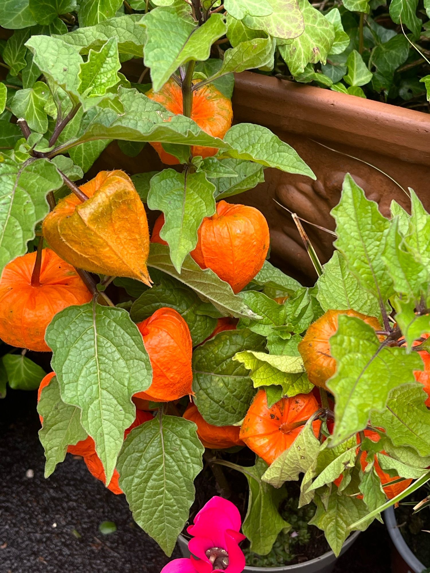 Eine Kapstachelbeer-Pflanze mit mehreren orangefarbenen Kapstachelbeeren vor einer Terracotte.