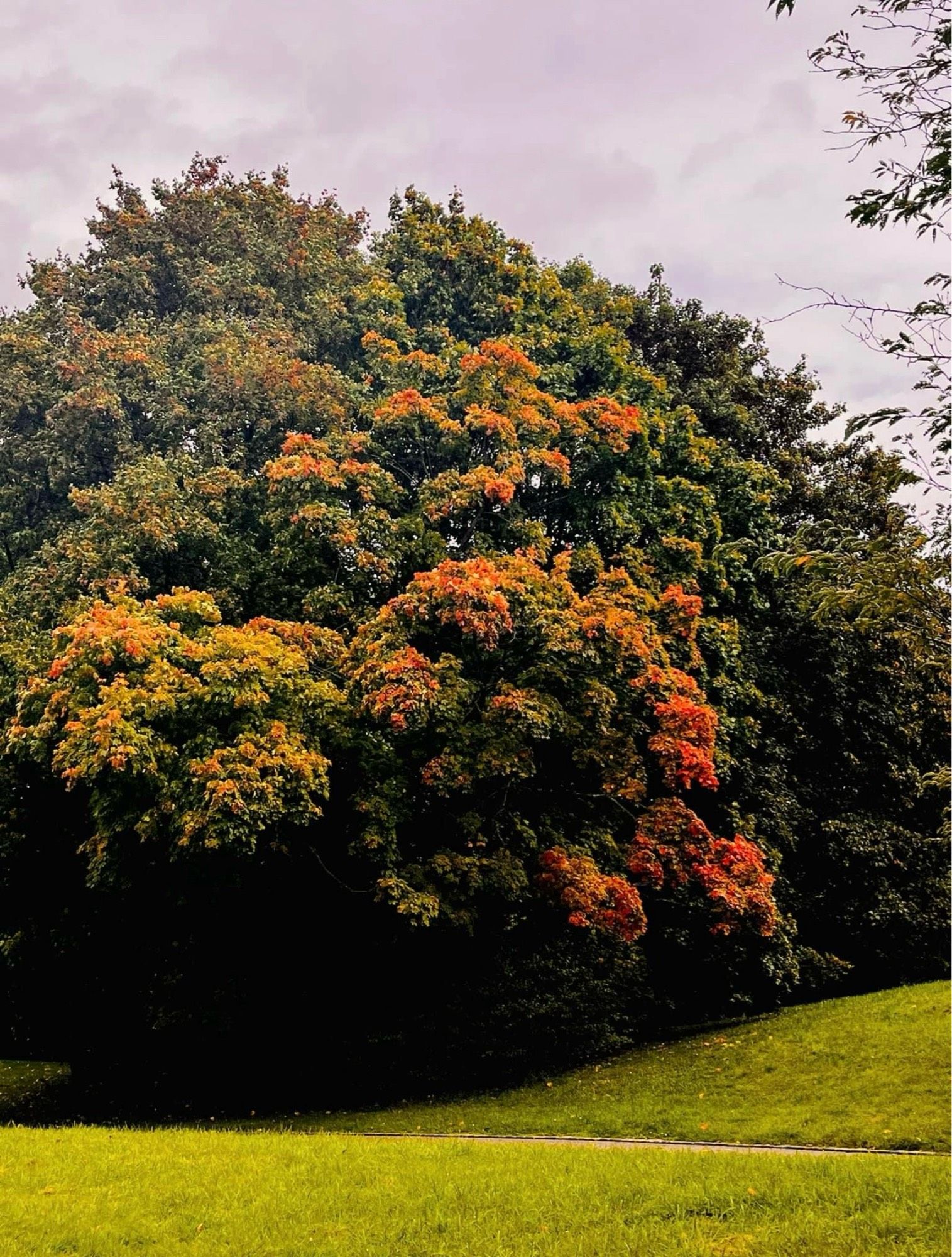 Ein Baum im Herbst. Das Laub färbt sich teilweise rot und orange.