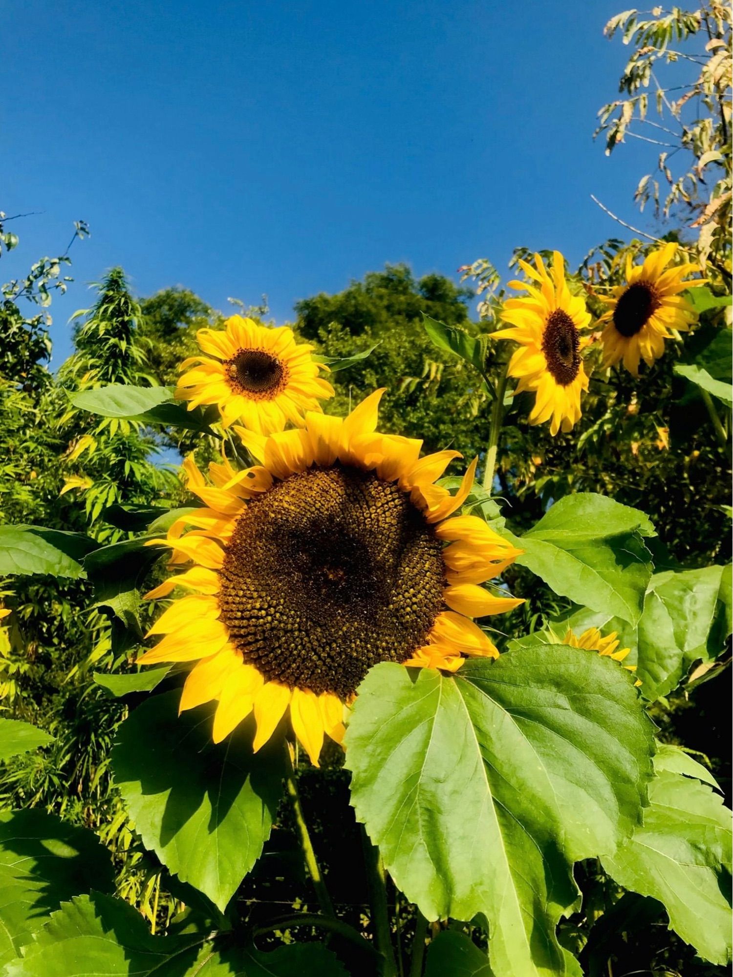 Eine große Sonnenblume im Vordergrund, dahinter 3 kleinere, vor strahlend blauem Himmel.