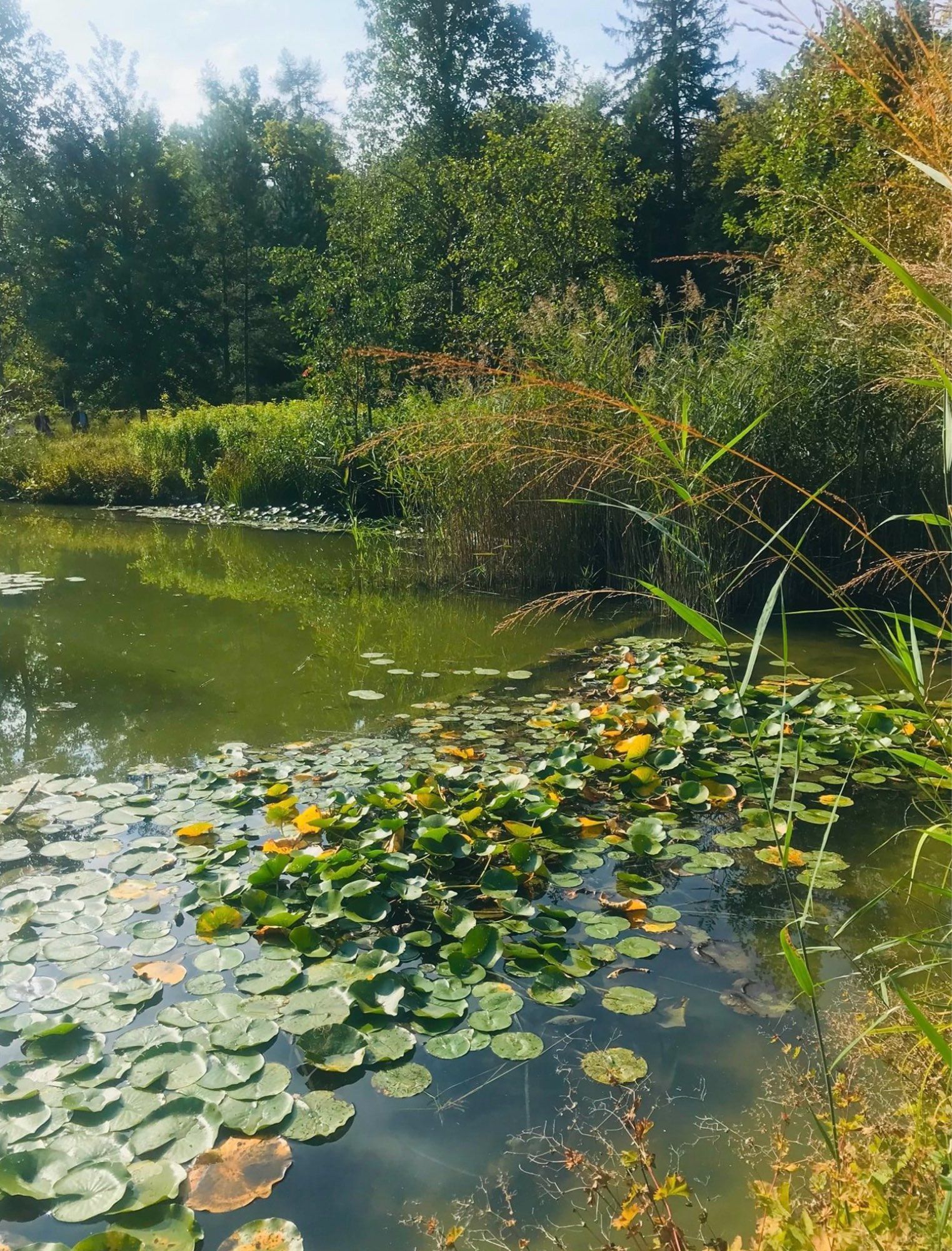 Ein Teich mit Seerosen. Am Ufer dichtes Gebüsch, Gräser und Bäume.