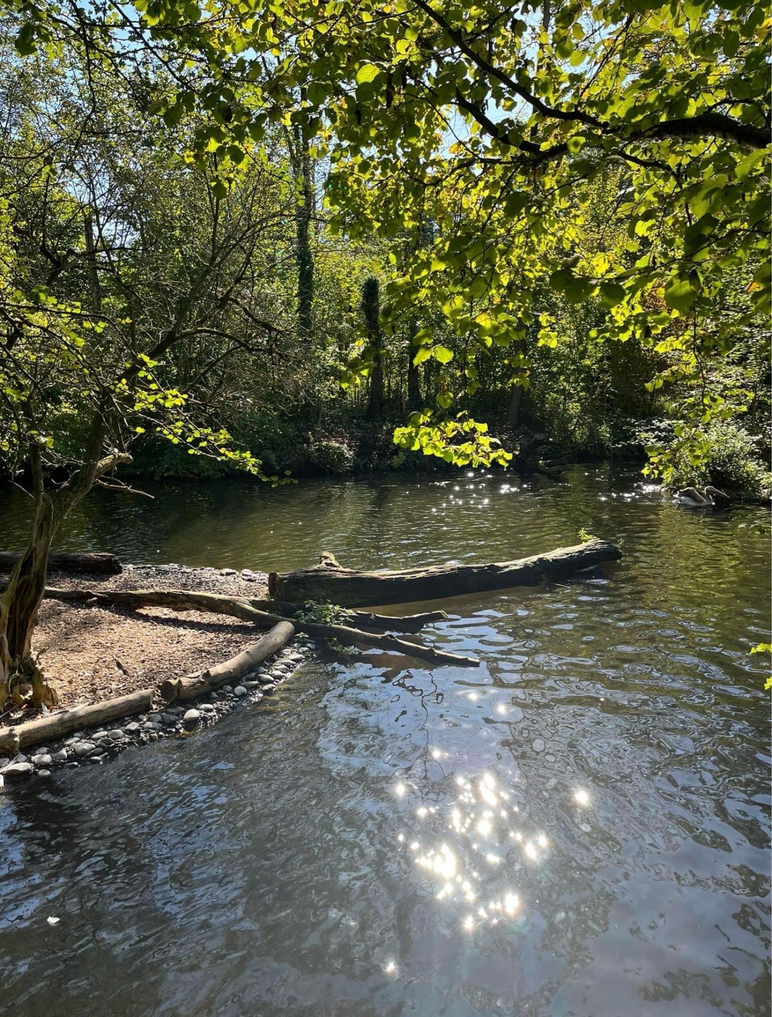 Ein Baumstamm ragt auf der linken Seite quer in einen Bach hinein. Die Sonne spiegelt sich im Wasser. Im Hintergrund dichtes Laub.