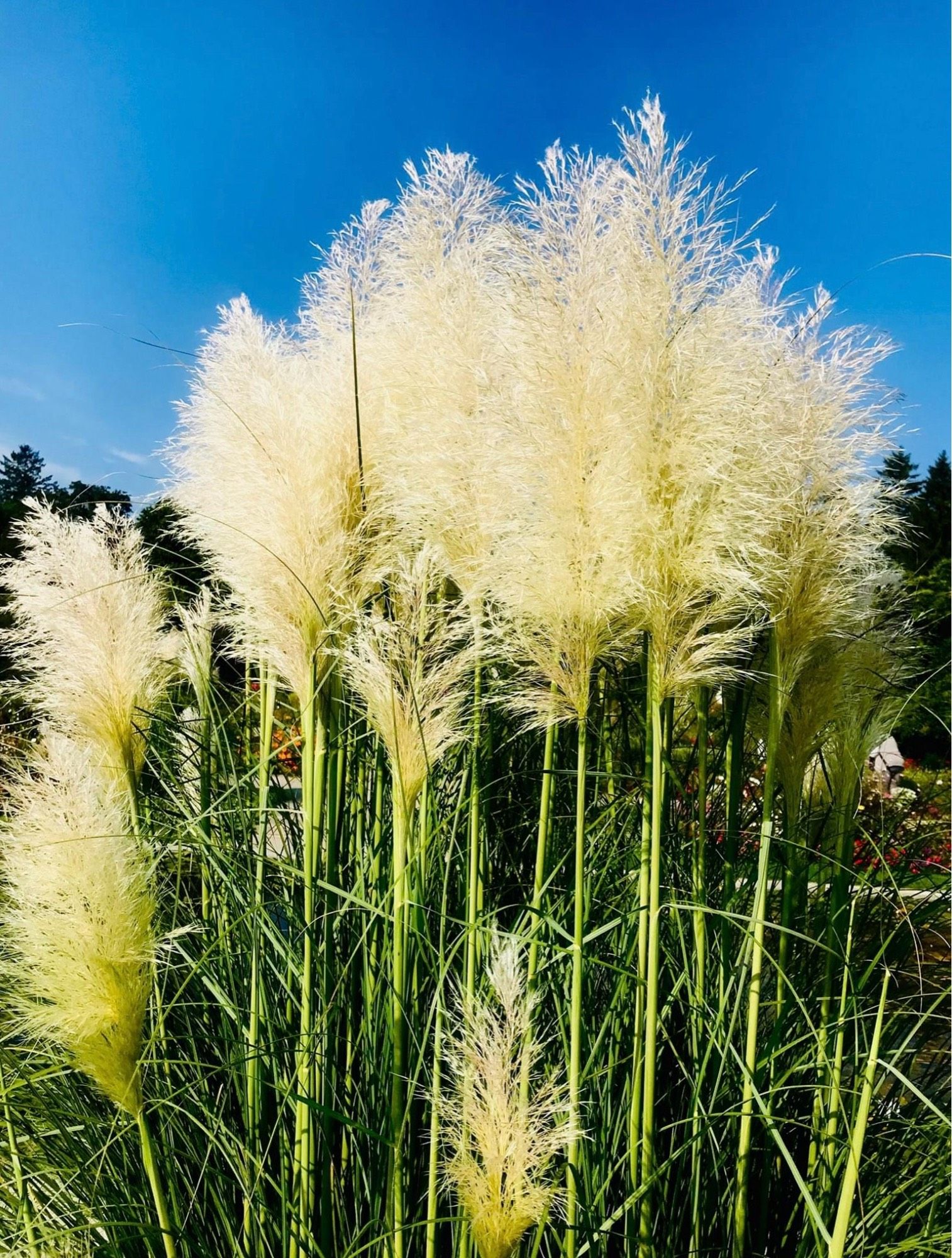 Blühendes Pampasgras vor blauem Himmel.