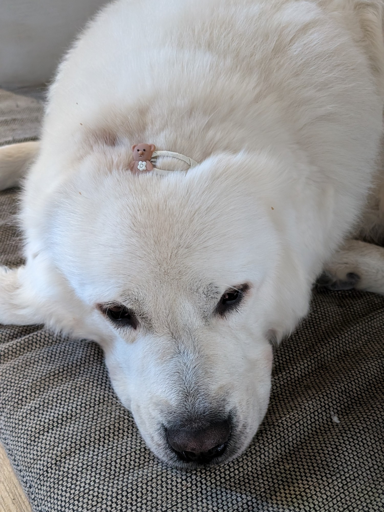 Picture of my Polish Tatra Sheepdog Bailey with a teddy bear hair clip on his head. He looks a bit saddened by the fact.