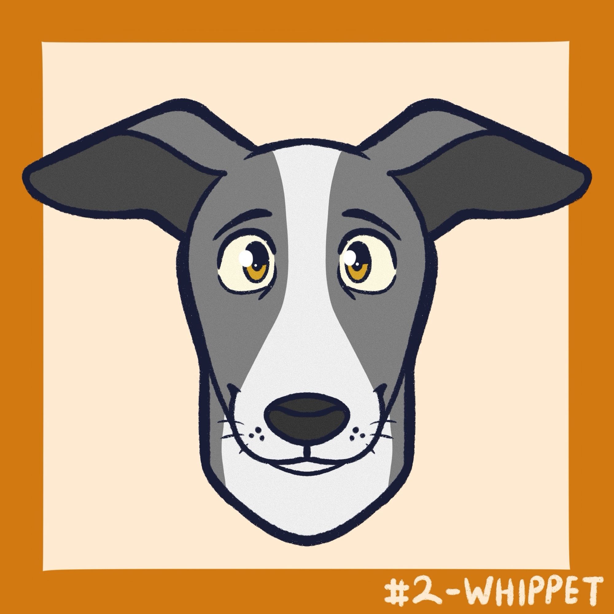 Whippet headshot