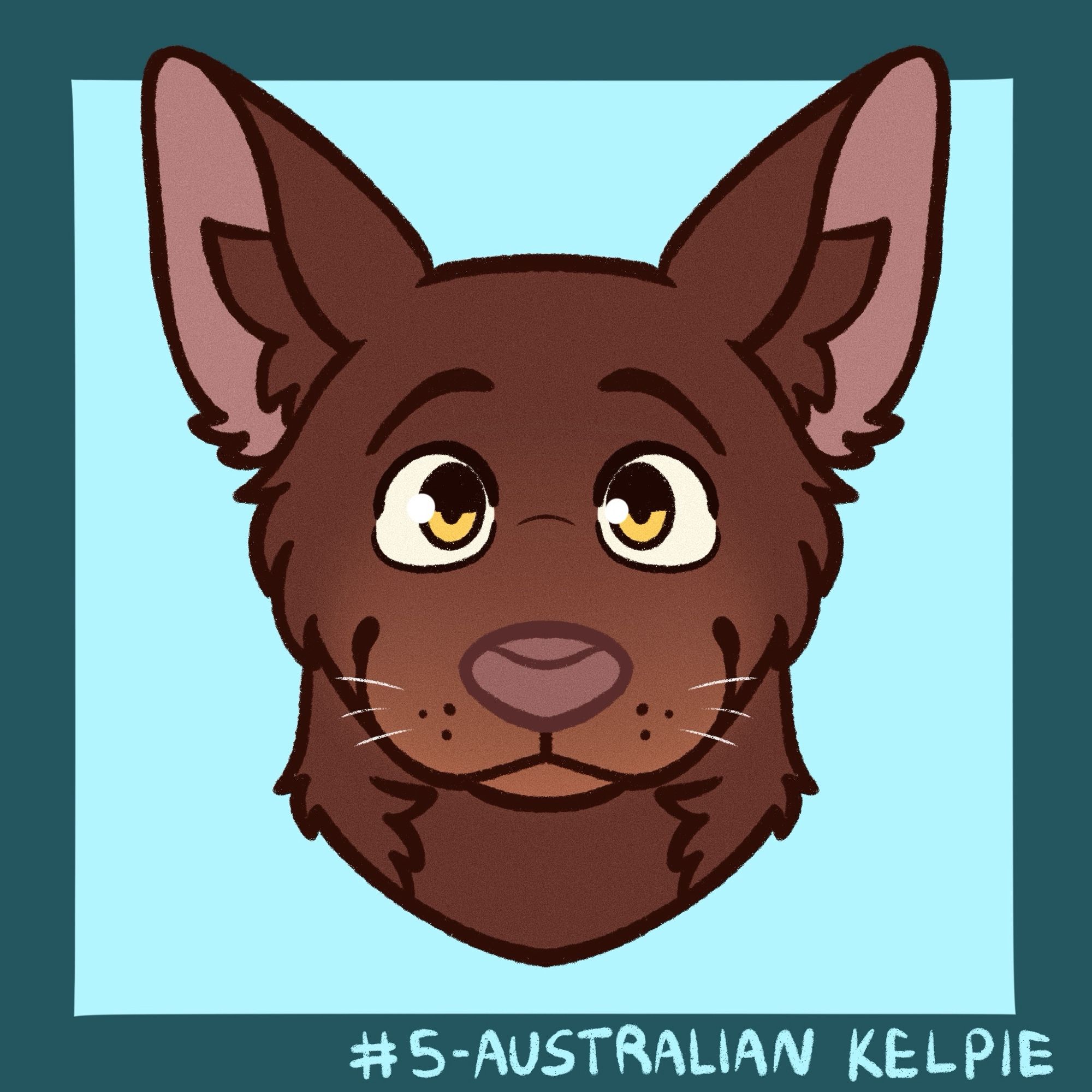 Australian kelpie headshot