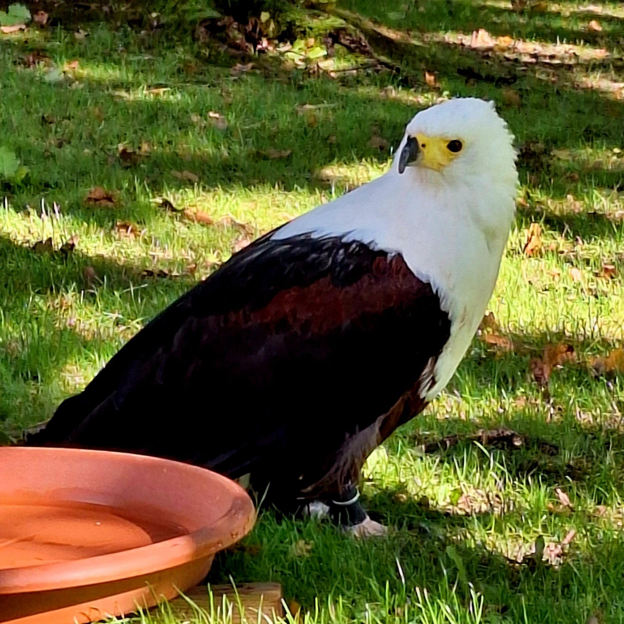 Ein Schreiseeadler sitzt auf der Wiese. Er hat dunkelrostrote Federn, aber sein Kopf und Nacken sind schneeweiß. Er hat einen gelben Schnabel und große schwarze Augen.