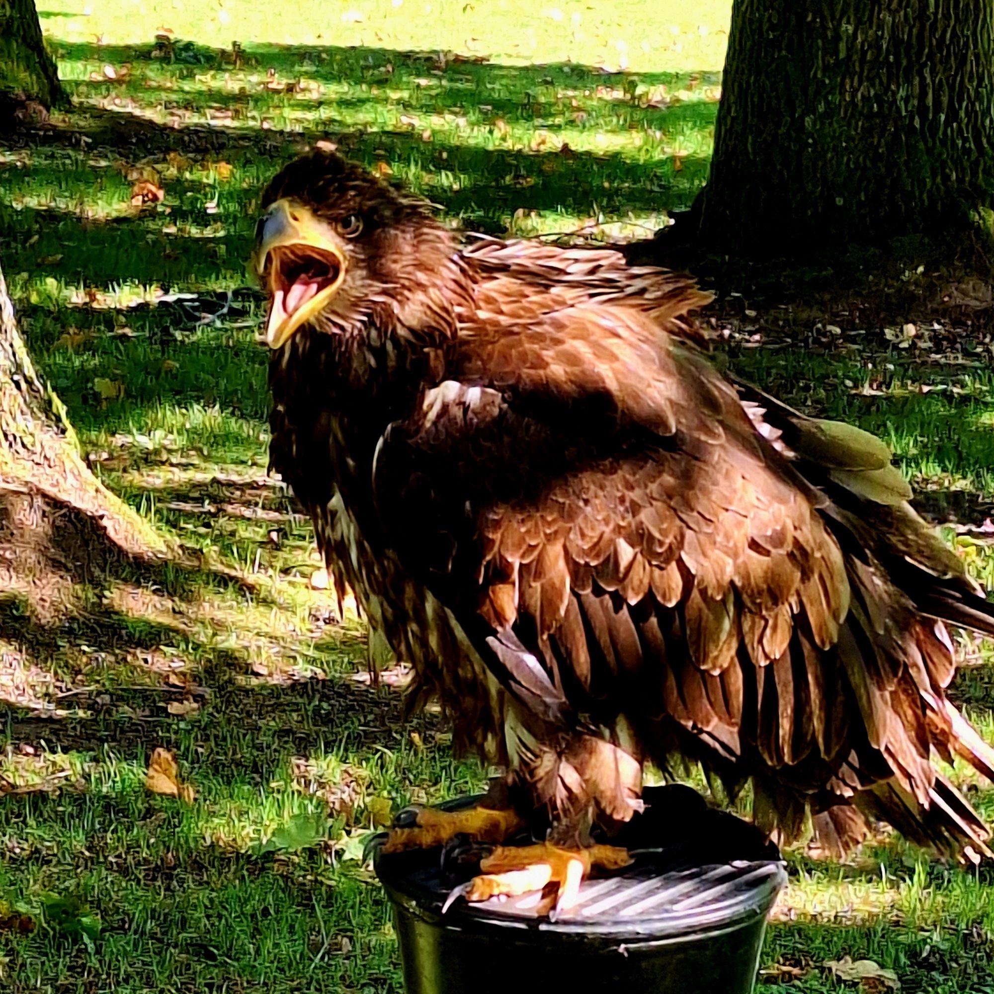 Ein junger Seeadler mit braunem Gefieder. Er hat den gelben Schnabel weit aufgerissen, sodass seine rosa Zunge erkennbar ist.