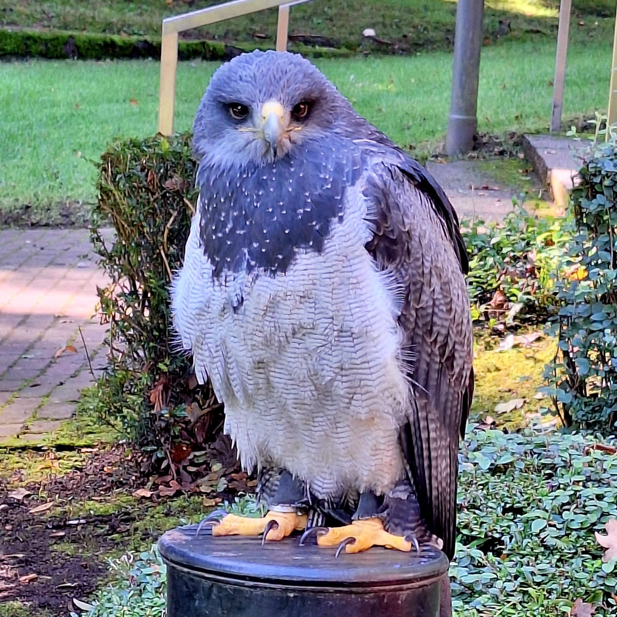 Ein Kordillerenadler schaut in die Kamera. Seine Bauchfedern sind weiß mit kleinen dunklen Wellen. Darüber trägt er ein "Halstuch" aus schwarzen Federn mit hellen Punkten. Sein Kopf und seine Flügel sind graubraun. Er hat große gelbe Füße.