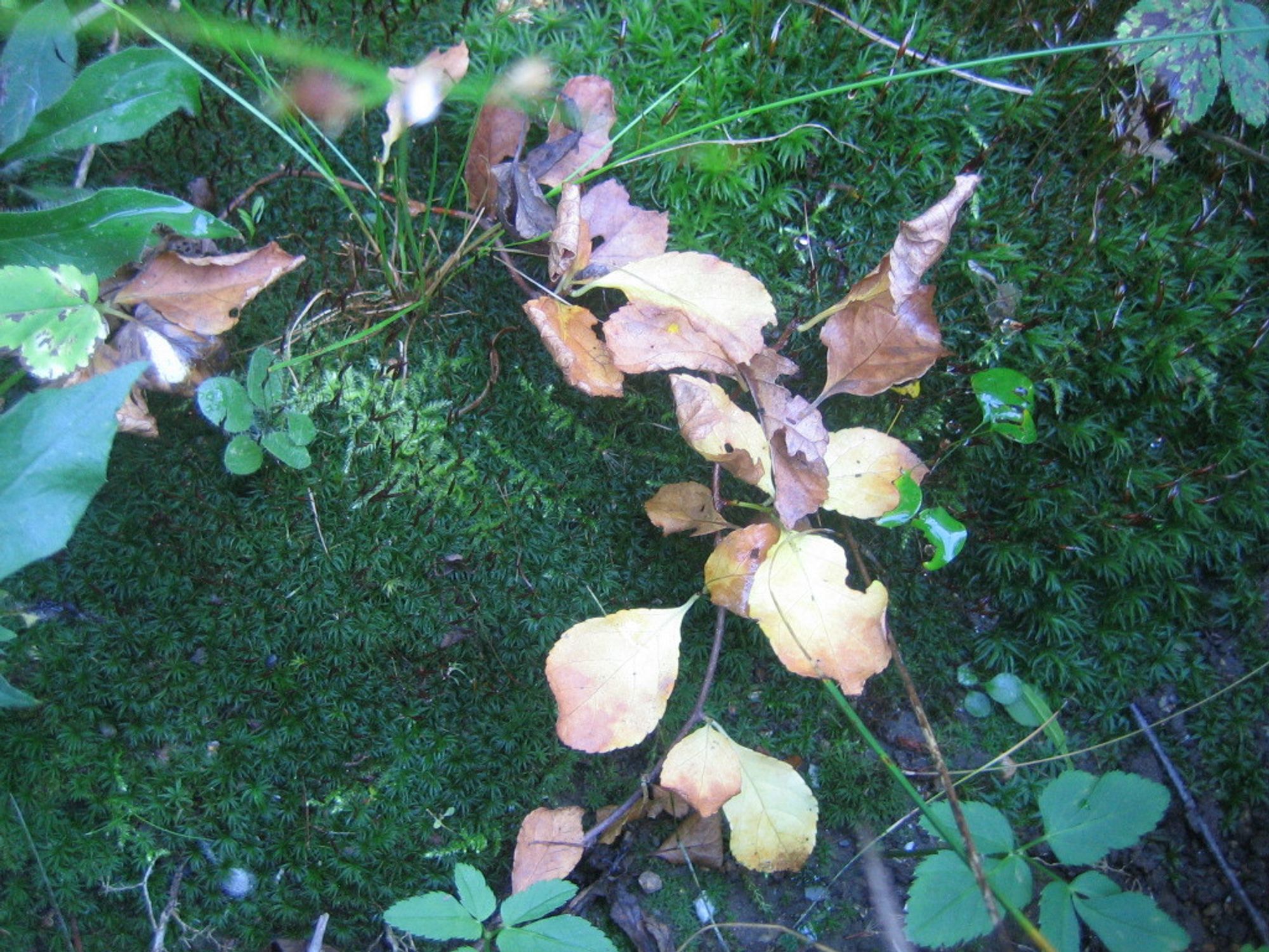 Exterior photo taken September 27 2024 in the front yard of a New England home. A carpet of mostly one deeper green moss type predominates with a few other bits seen towards the middle, top and right hand side. A few low growing leaf bearing plants can also be seen. One such, with leaves mostly turned to muted yellows and tans almost bisects the image.