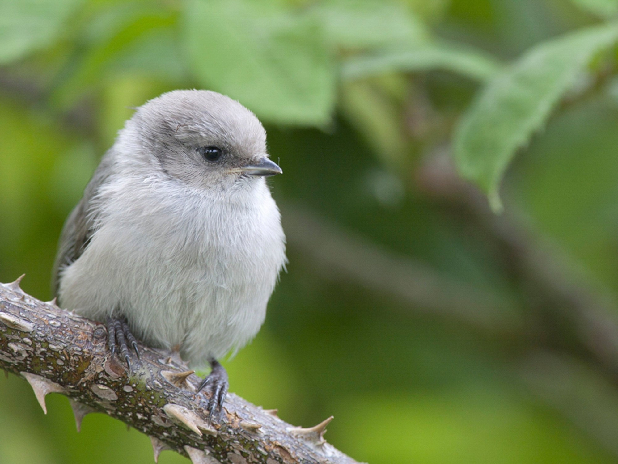 Photo of a bird. It is a bushtit. It is a tiny bird perched on a small branch. It's body is mostly white that turns to a darker silver/gray on its back. On a scale of 1-10 it is kitten cute.