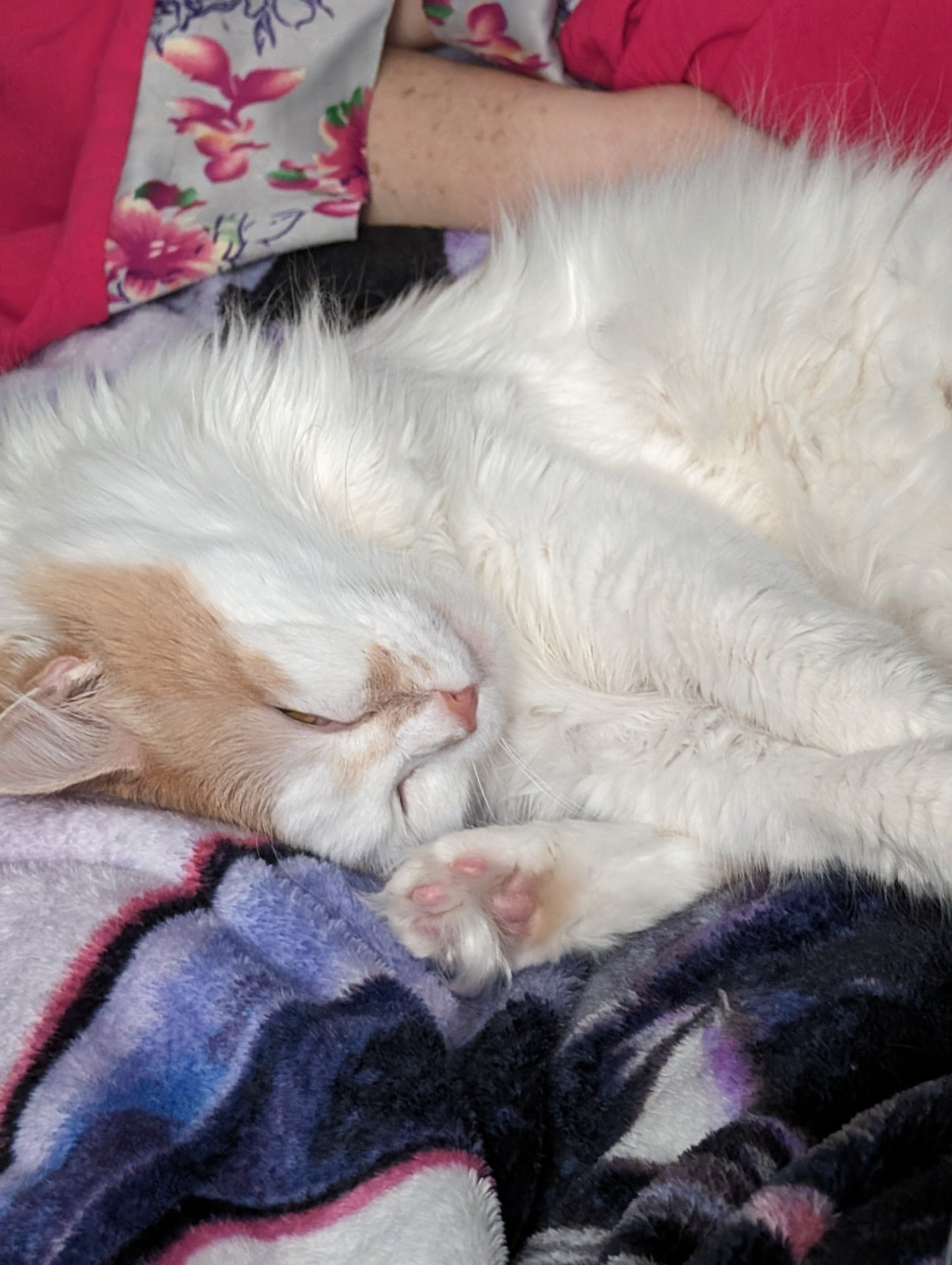 A cat named potato. She is very fluffy and fuzzy. Her fur is white and tan. She is pretending to be asleep. She is laying on her side and her right hind foot is by her face, fuzzy pink toe beans are visible.