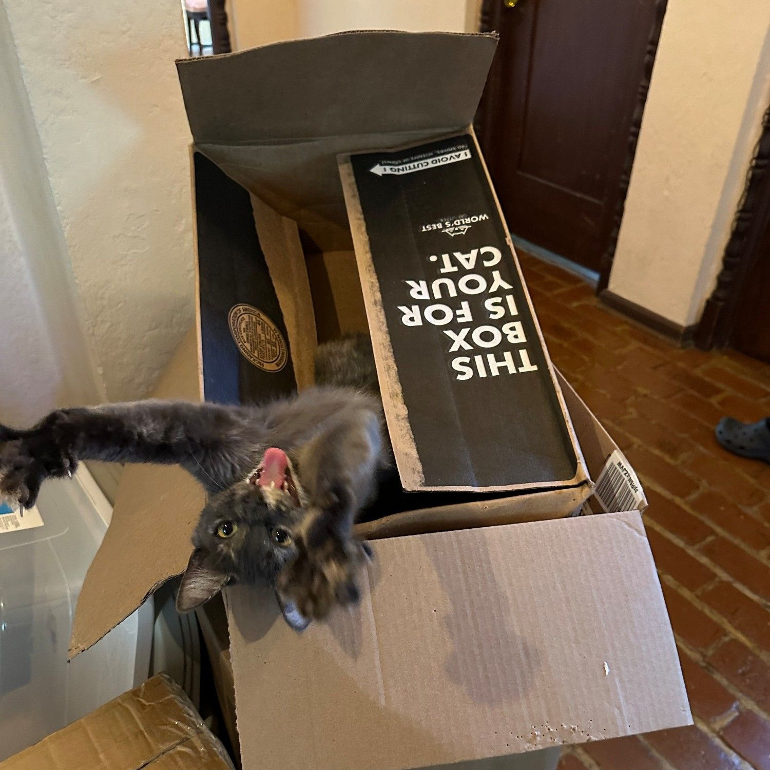 Excited cat in a box just for him