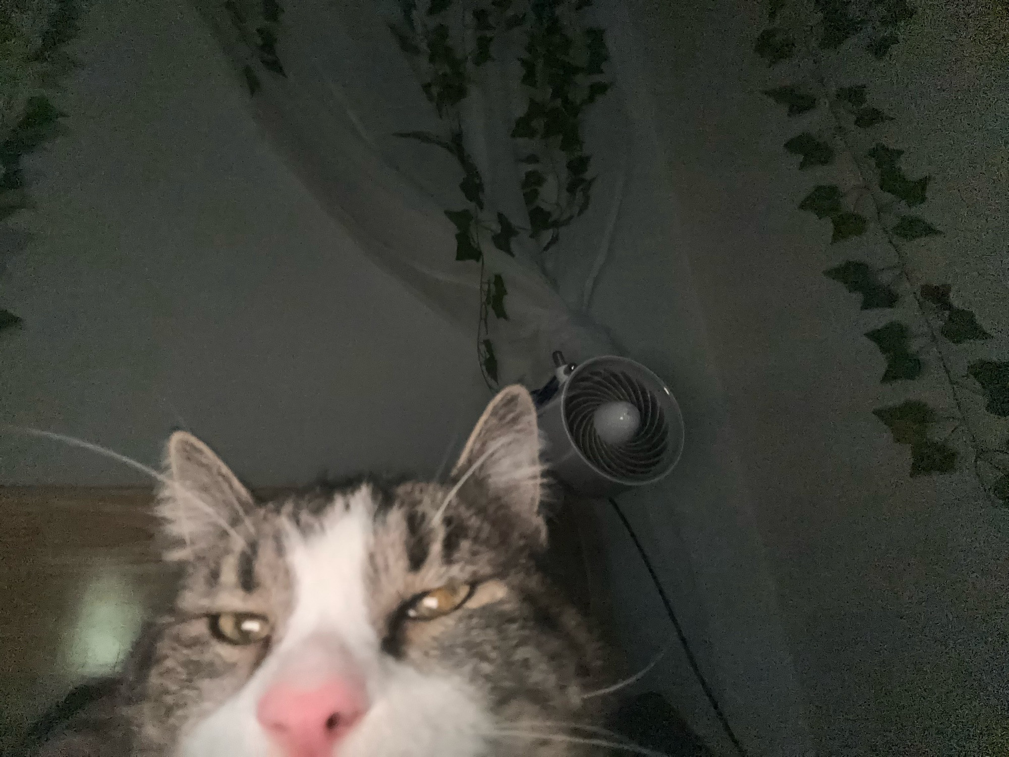 A low-angle, flash photo of my cat, he’s sitting in the dark and looks annoyed but he’s purring. He’s a gray tabby with a white snout and pink nose.