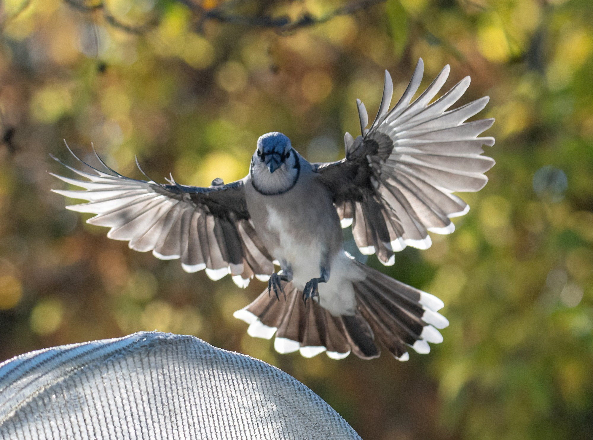 Blue Jay coming in for a landing.  The wings are open and he tail feathers are flared.  There are Fall colours in the background