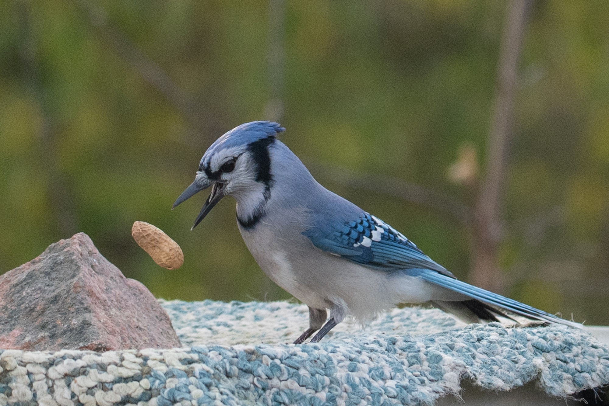 A Blue Jay on a blue and white mat.  A peanut has just fallen out of their beak.