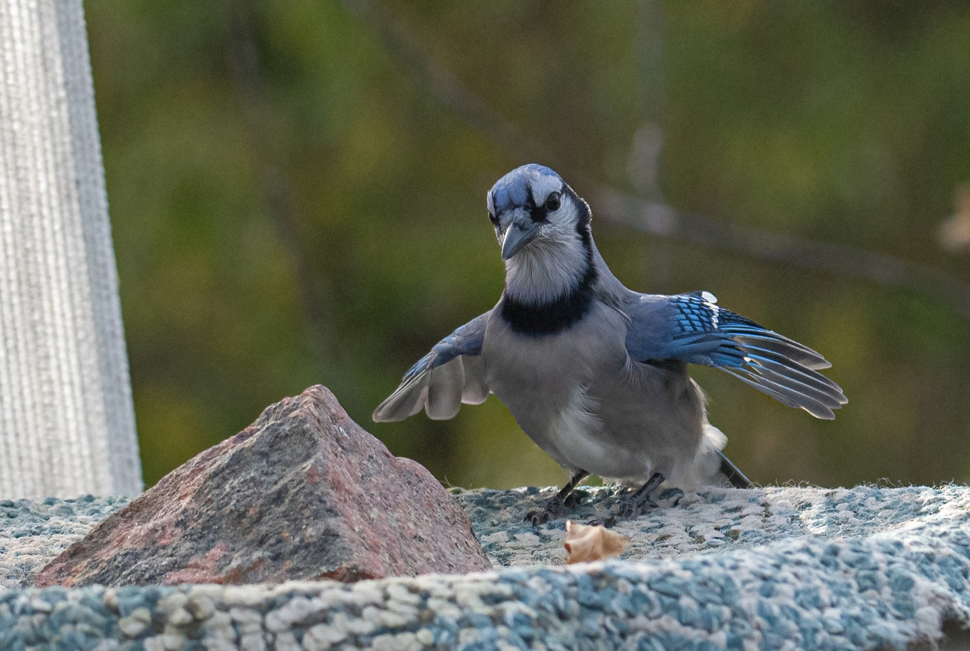 A Blue Jay landing on a blue and white mat.  There is a red and grey rock on the mat.  The Jay's wings are only partially open.