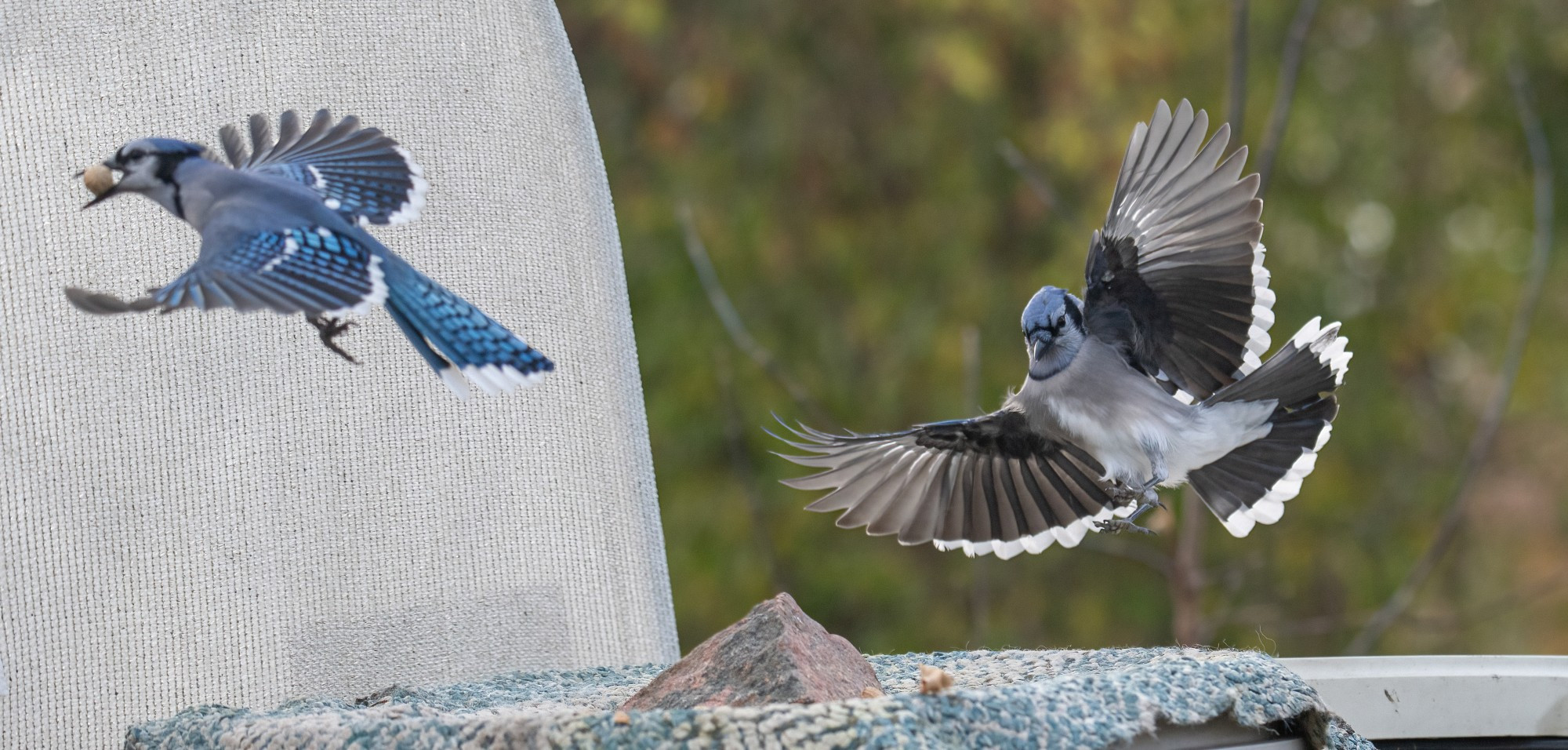 One Blue Jay leaving and one arriving at the peanut table.