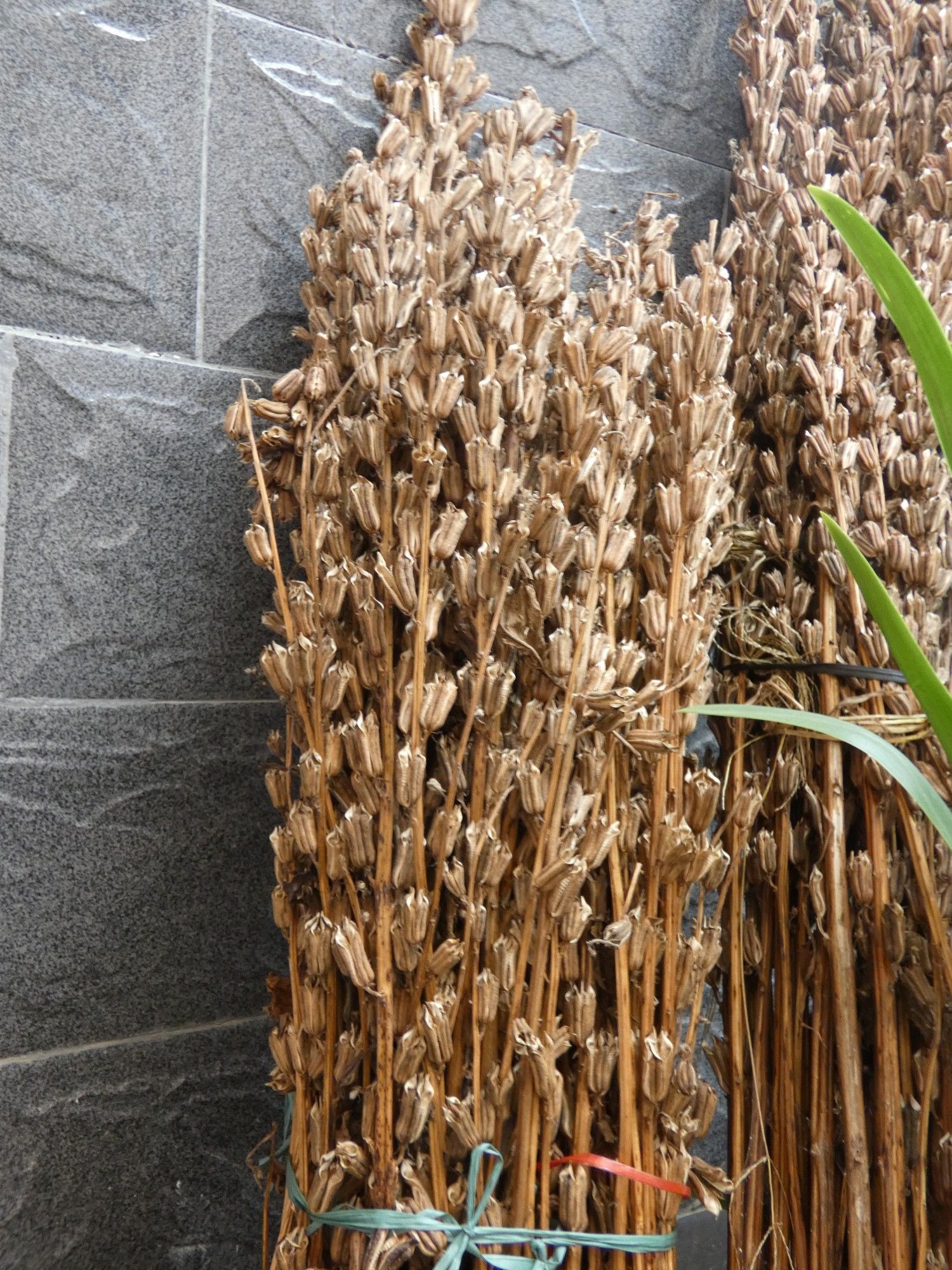 Sesame stalks