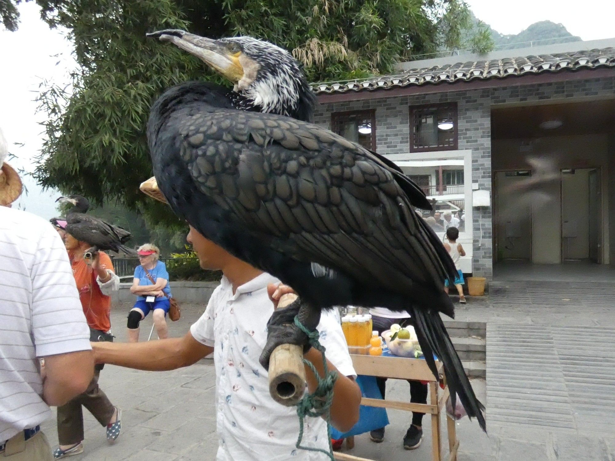 Cormorant fishing is a centuries-old practice that involves training cormorants to dive into the river to catch fish. The fishermen stand on bamboo rafts with their cormorants, and when they signal the birds, they dive into the water. The cormorants have a ring around their necks to prevent them from swallowing large fish. When they catch a fish, they keep it in their mouth and return to the boat, where the fisherman removes it.