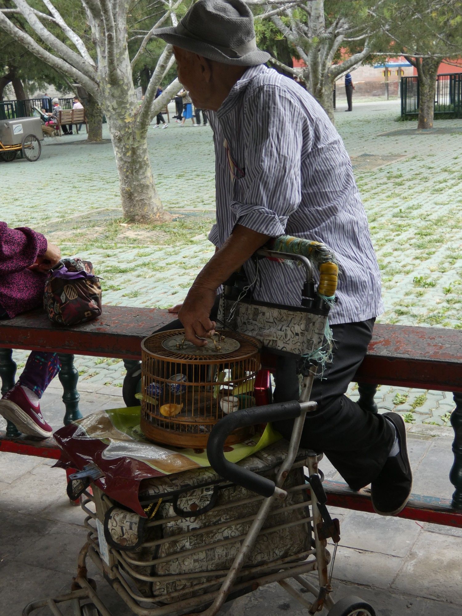 Pet birds in cages